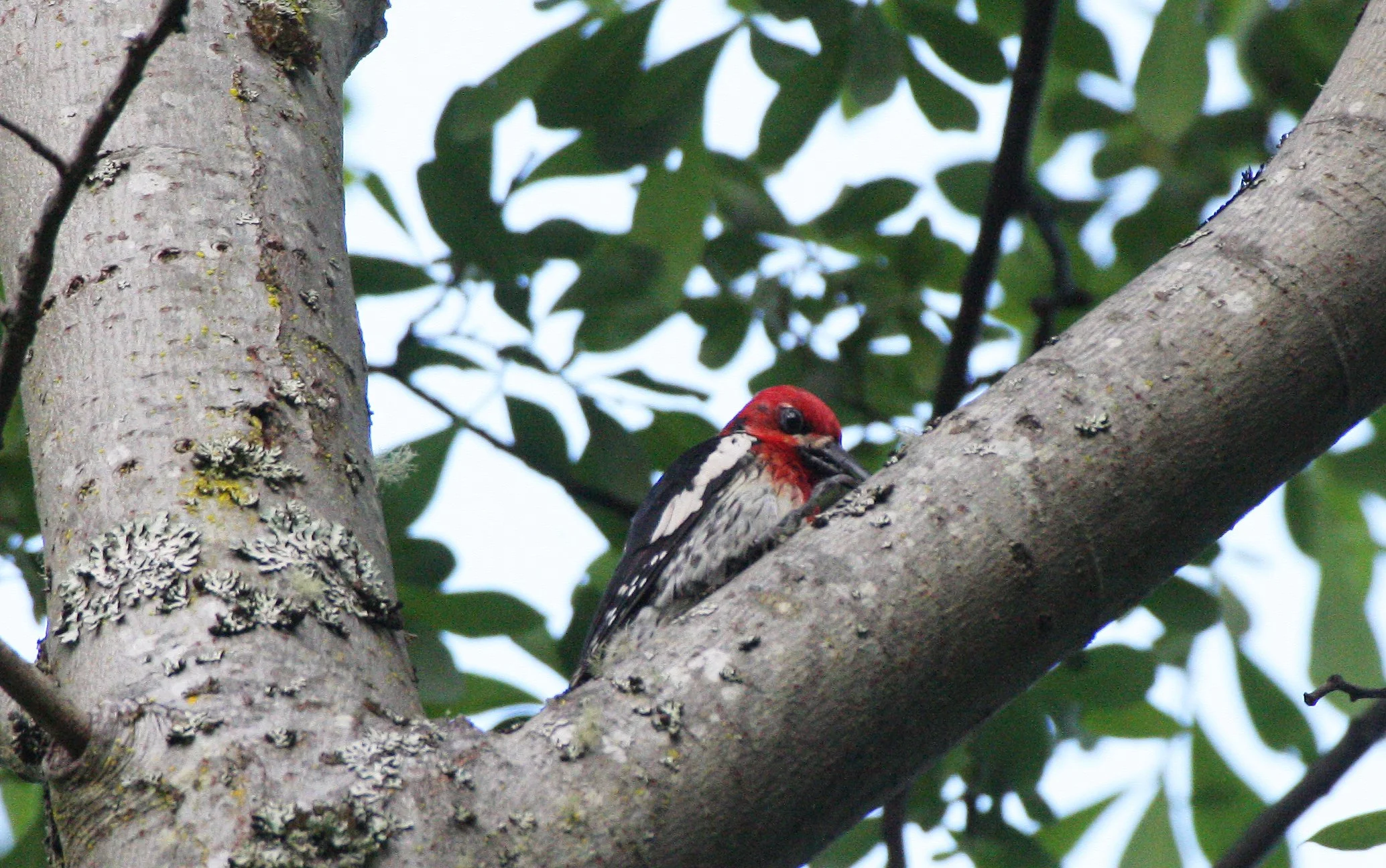 BIRD - WOODPECKER - RED-BREASTED SAPSUCKER - LAKE FARM TRAILS WA (4).JPG