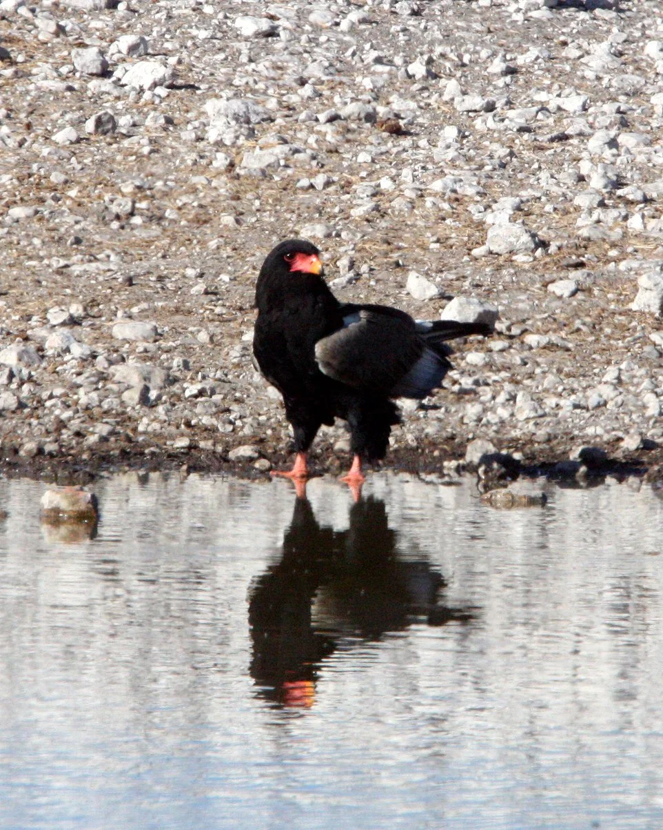 Terathopius ecaudatus - BATELEUR - ETOSHA NATIONAL PARK NAMIBIA (2).JPG
