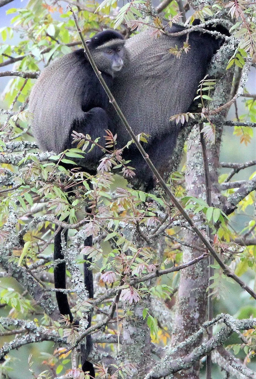 CERCOPITHECIDAE - Cercopithecus doggetti - SILVER MONKEY - NYUNGWE NATIONAL PARK RWANDA (192).JPG