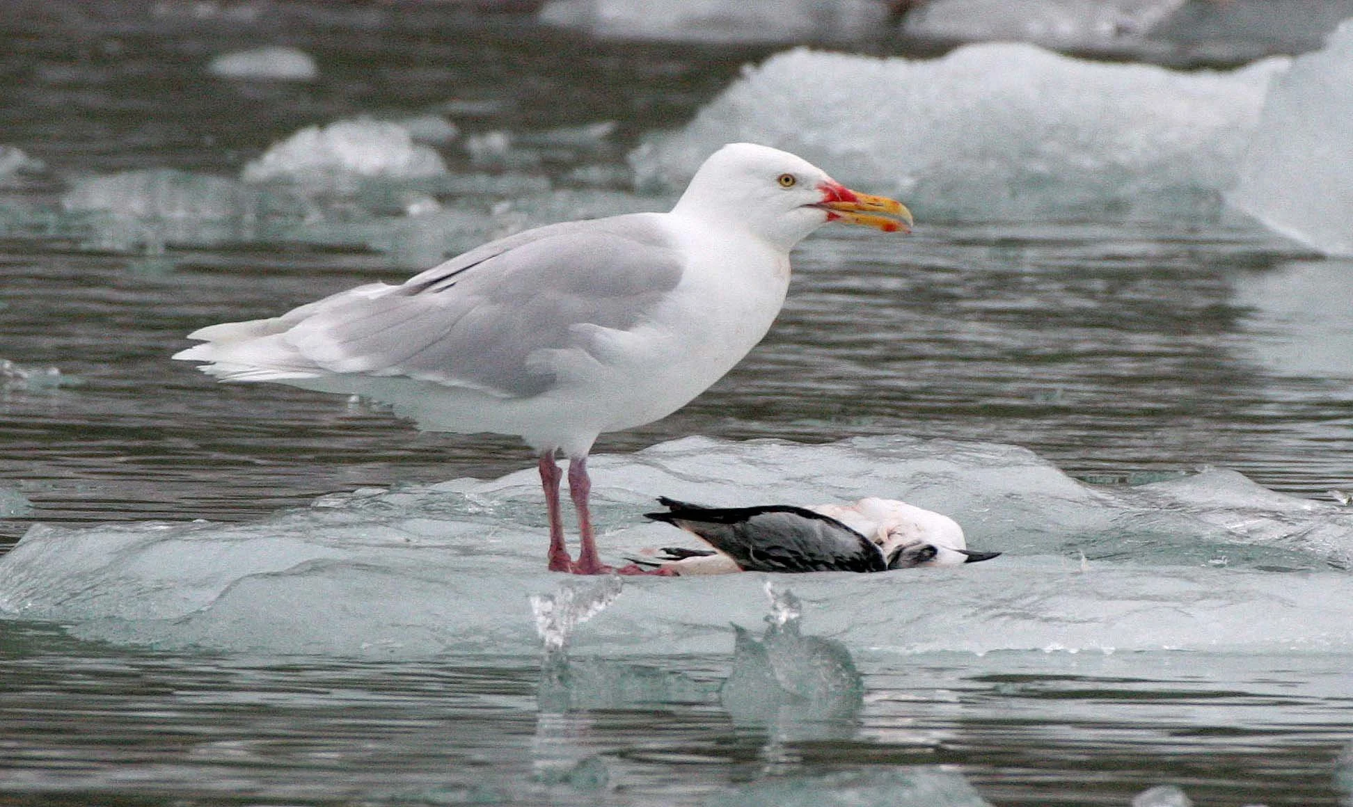 BIRD - GULL - GLAUCOUS GULL - SVALBARD (5).jpg