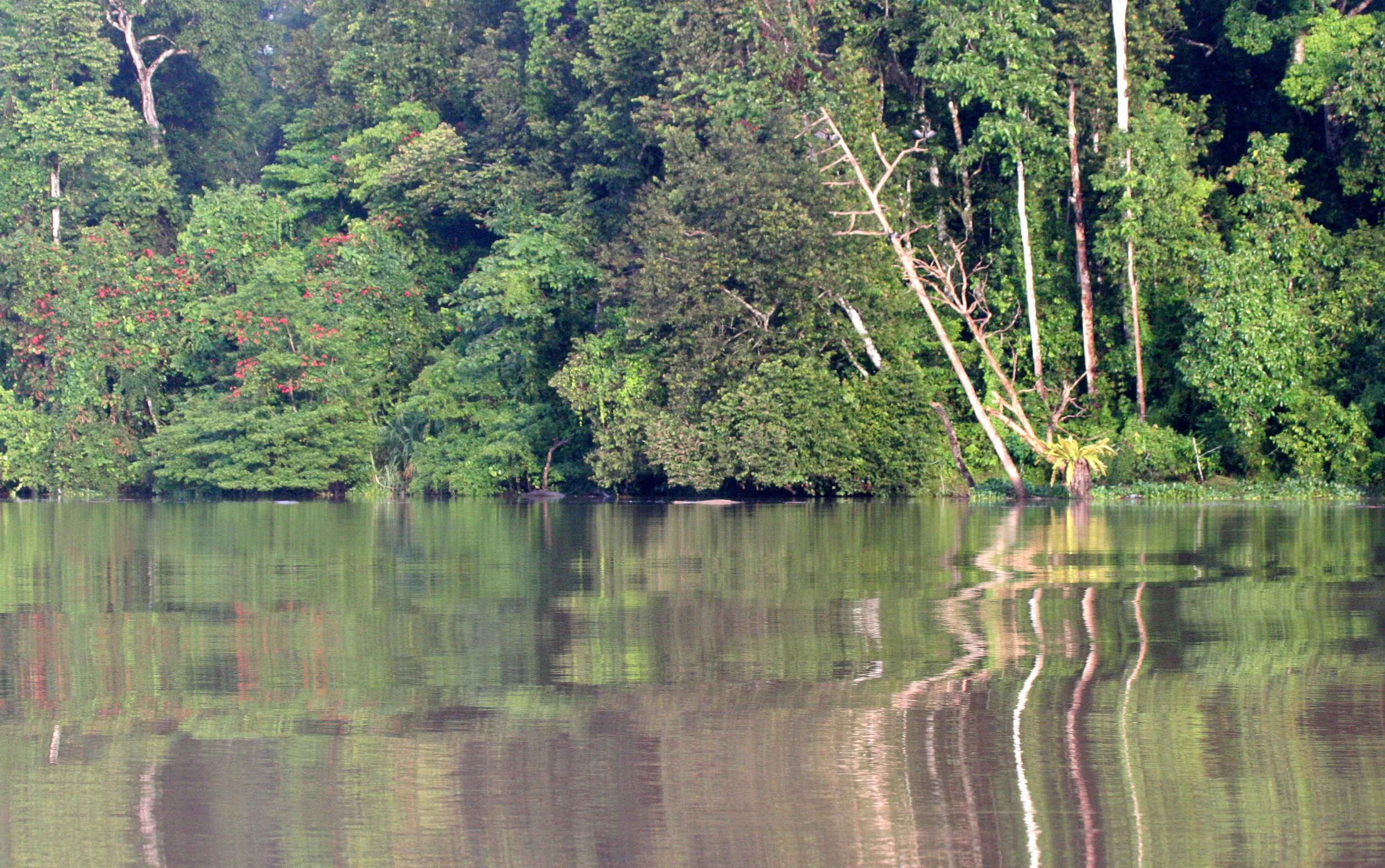 KINABATANGAN RIVER BORNEO  (2).JPG
