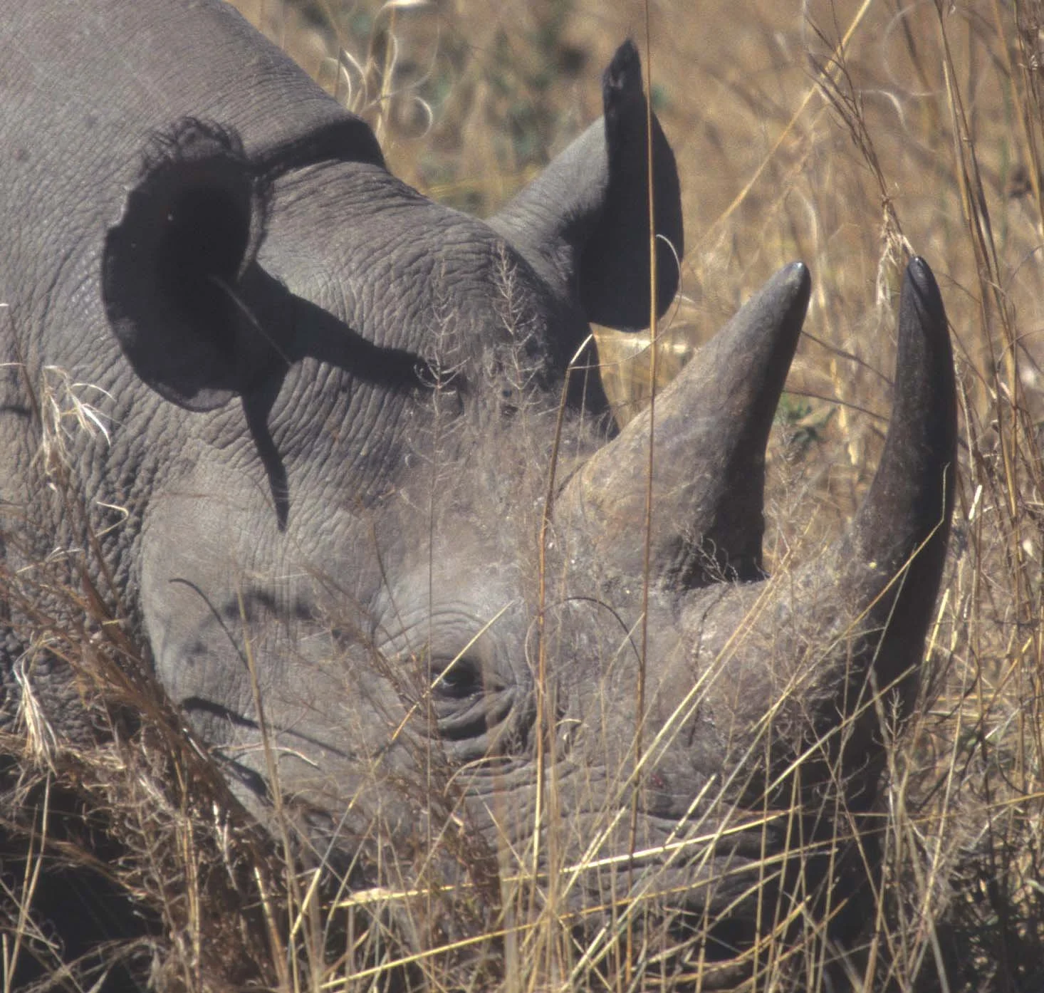 RHINO- BLACK - ZIMBABWE 2A.jpg