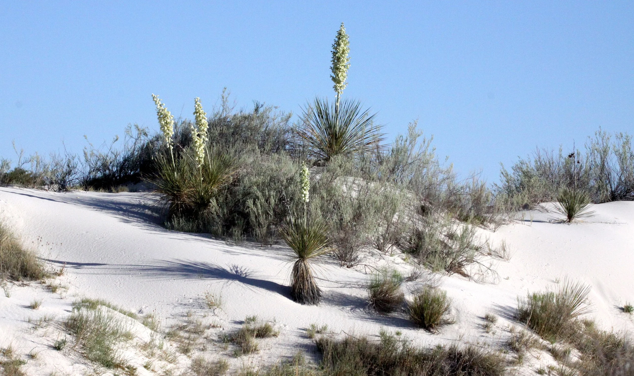WHITE SANDS NATIONAL MONUMENT - SCENES OF THE DUNES.JPG