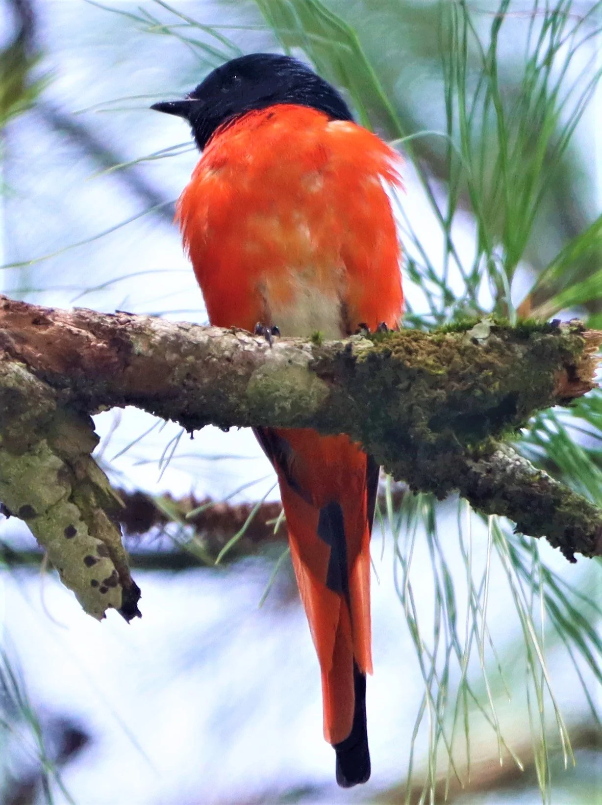 Short-billed Minivet (Pericrocotus brevirostris) Doi Ang Kang Chiang Mai (31).jpg