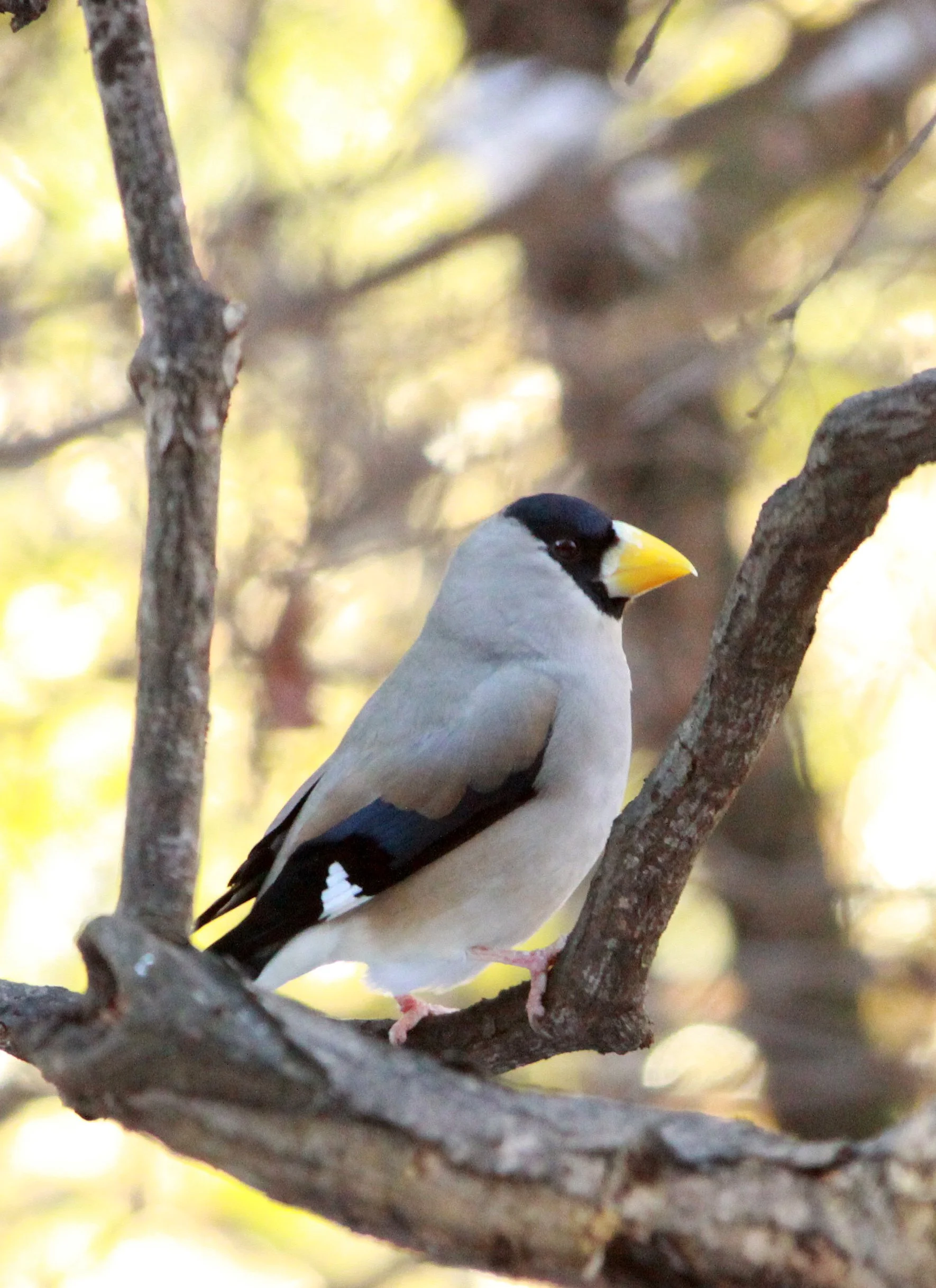 Japanese Grosbeak (Eophona personata) Shiobutsu Onsen, Karuizawa Japan