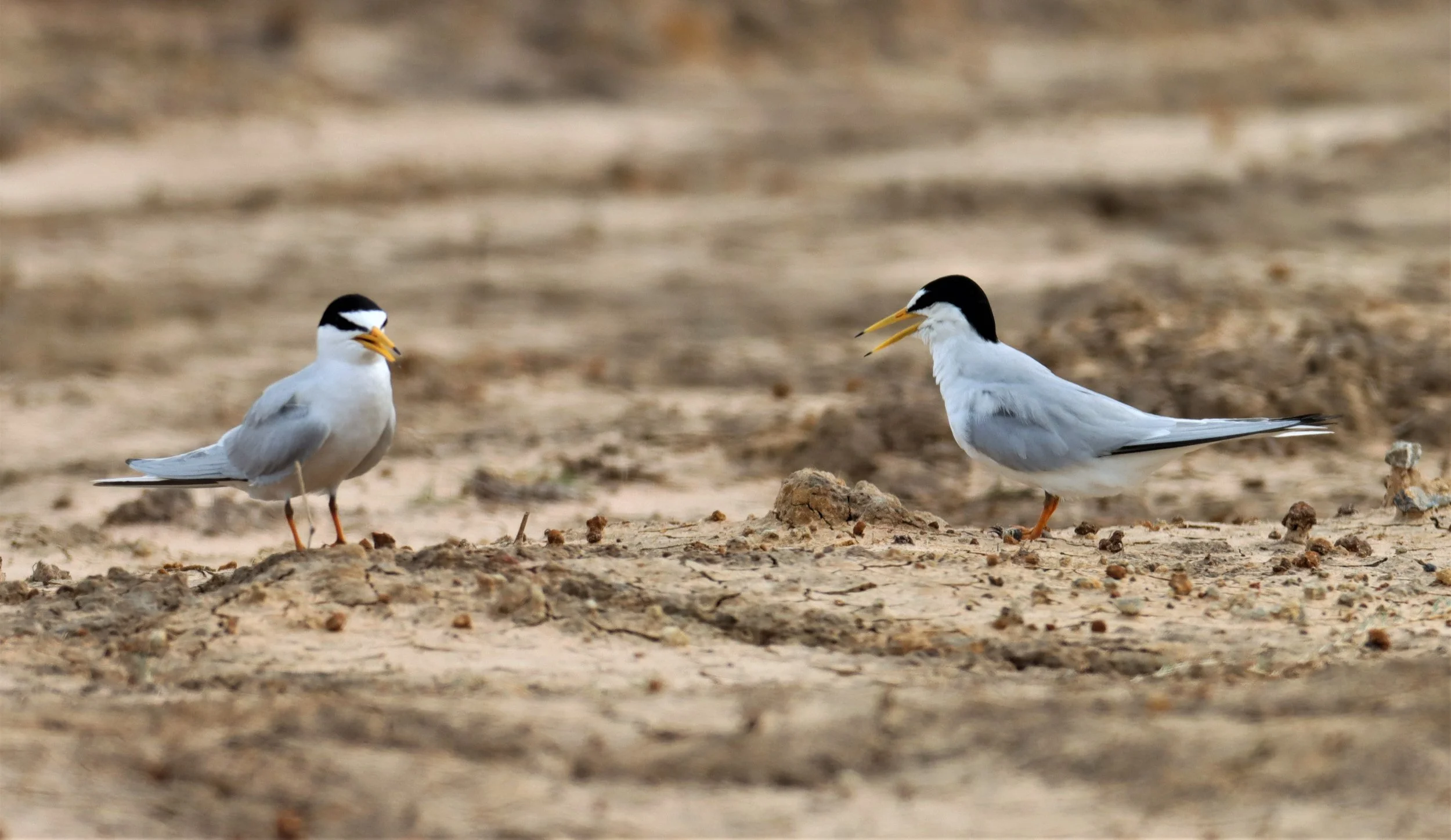 TERN - LITTLE TERN - Sterna albifrons - KHAO SAM ROI YOD NP (13).jpg