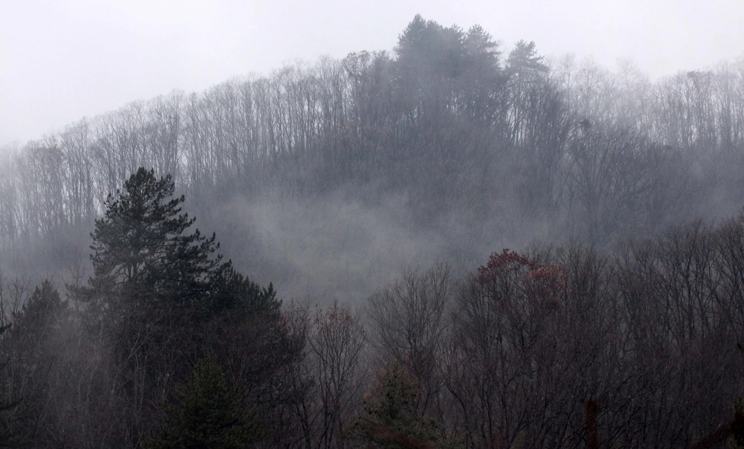 FOPING NATURE RESERVE SHAANXI PROVINCE CHINA (14).JPG