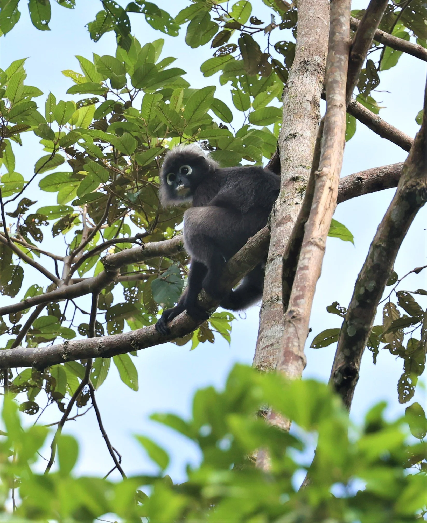 CERCOPITHECIDAE - Trachypithecus obscurus - DUSKY LANGUR - HALA BALA WILDLIFE SANCTUARY APRIL 2022 (39).jpg