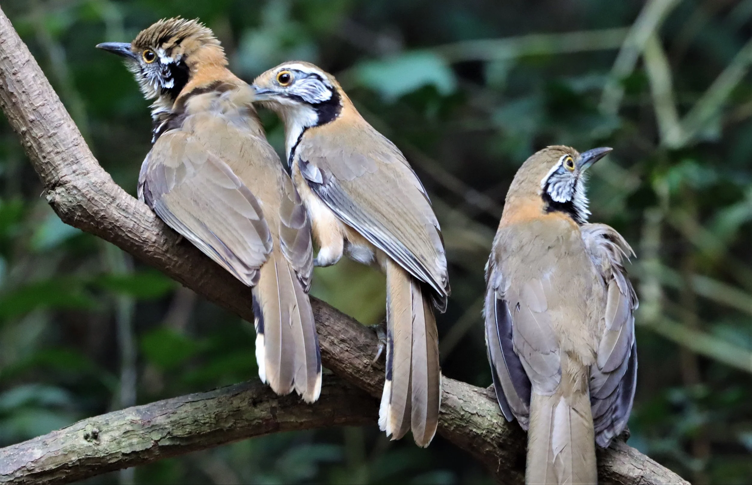 LAUGHINGTHRUSH - GREATER NECKLACED LAUGHINGTHRUSH - Garrulax pectoralis - NEUNG HIDE, KAENG KRACHAN  SONGKRAN 2021 (8).jpg