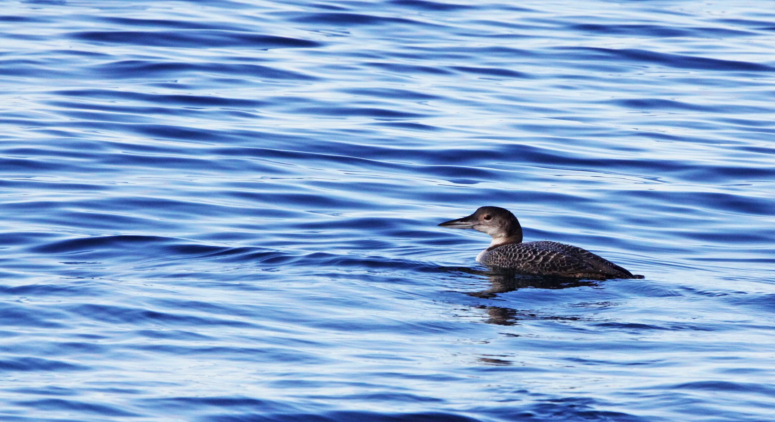 BIRD - LOON - COMMON LOON - PORT ANGELES HARBOR WA (4).JPG
