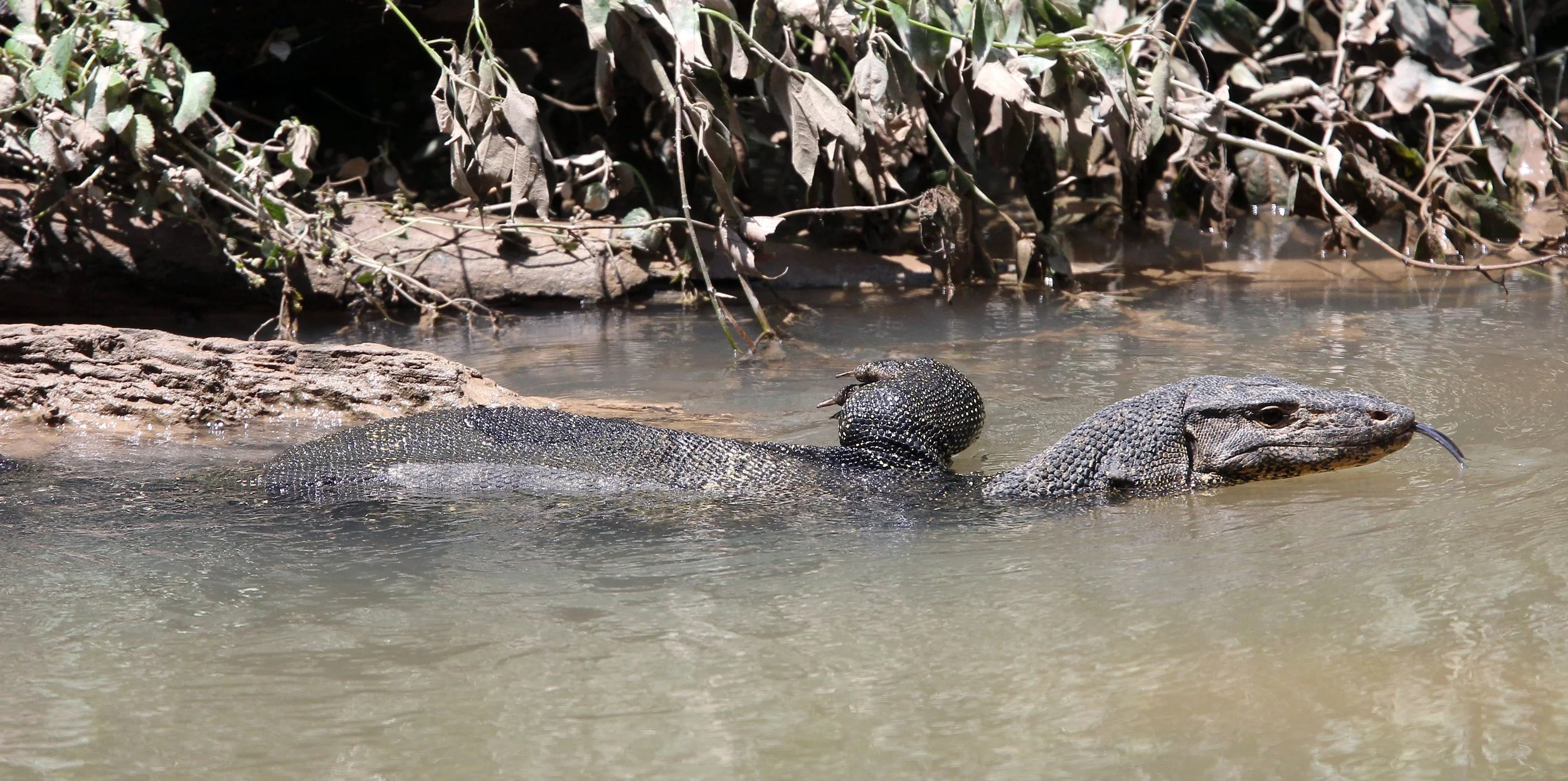 Varanus salvator macromaculatus - SOUTHEAST ASIAN WATER MONITOR LIZARD - KHAO YAI NATIONAL PARK THAILAND (24).JPG