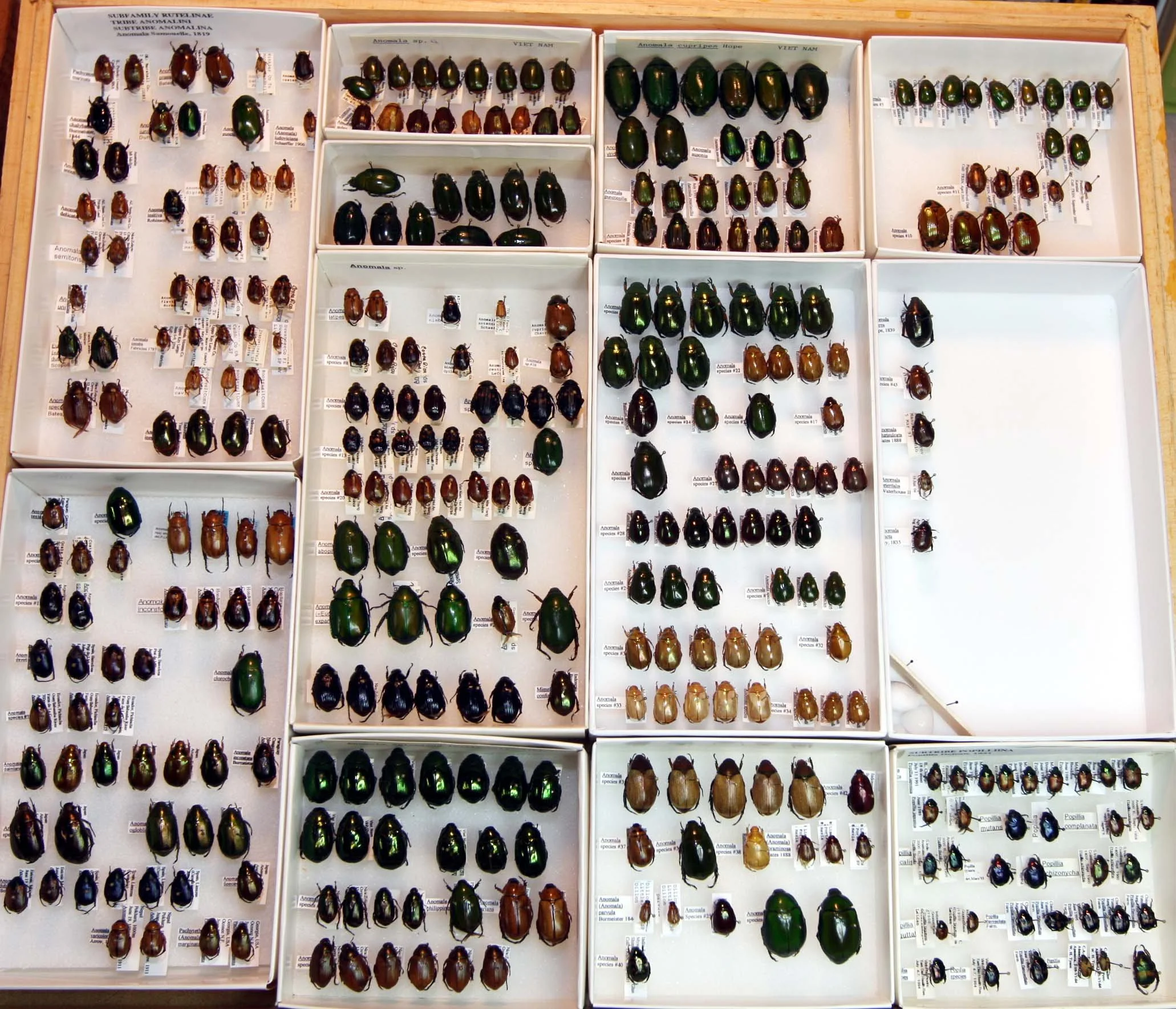 2 Rutelinae - Anomala.JPG