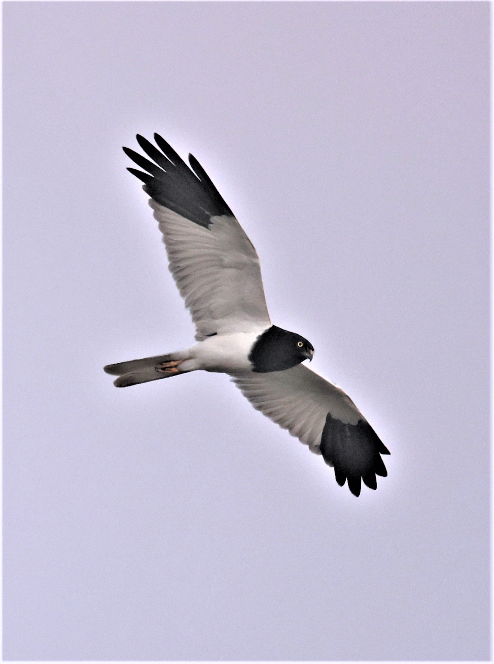 HARRIER - PIED HARRIER - Circus melanoleucos - YONOK CHIANG SAEN CHIANG RAI - ROOST (87).JPG
