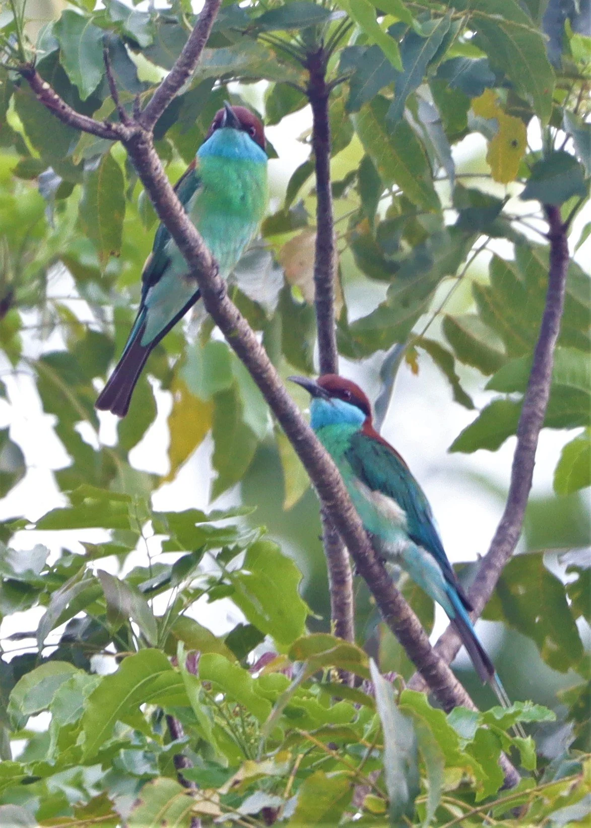 BEE-EATER - BLUE-THROATED BEE-EATER - Merops viridis - Khao Mai Kaeo, Bang Lamung District, Chon Buri (80).jpg