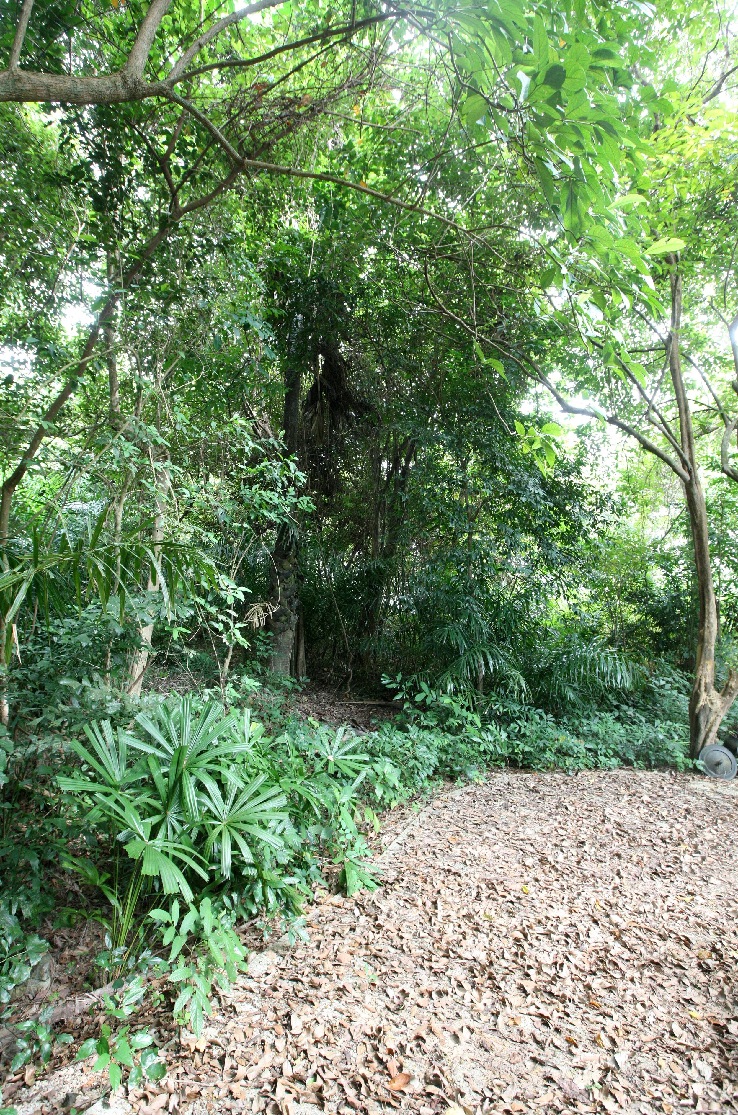 LANTA ISLAND - OUR PROPERTY - WINTER 2011 (10).JPG