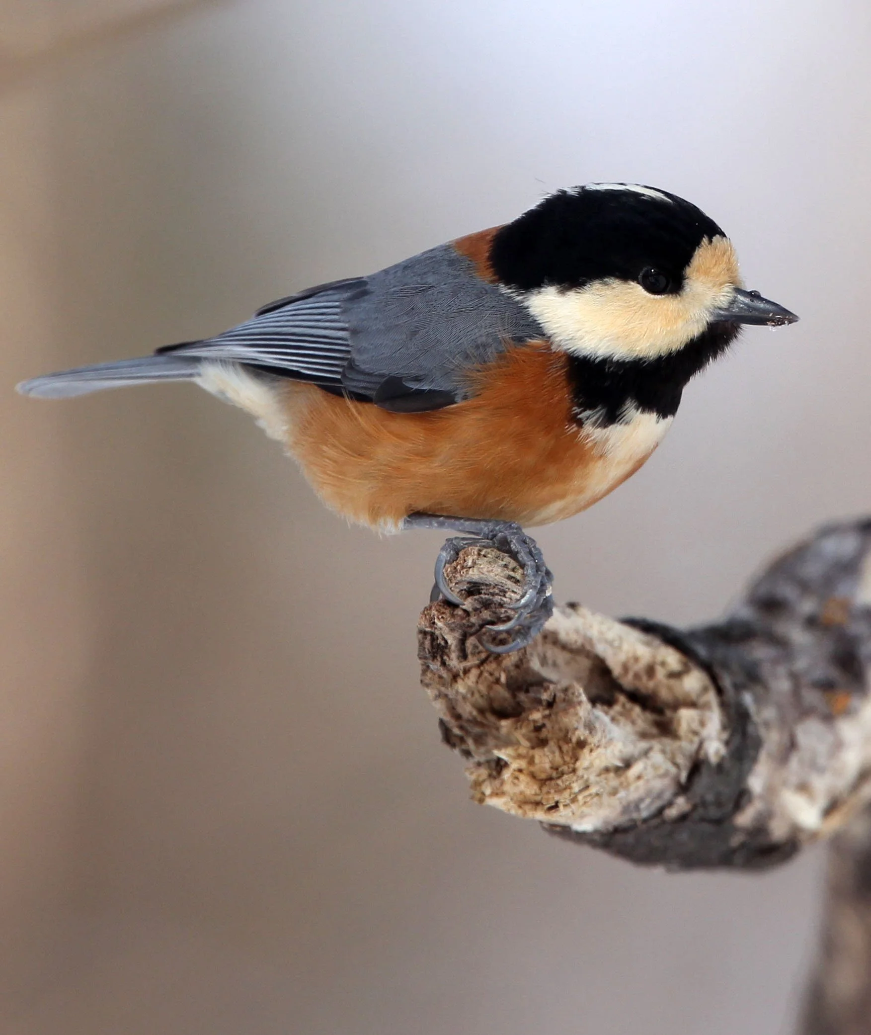Varied Tit (Sittiparus varia) Kinohiroba Park, Abashiri Hokkaido, Japan (12).JPG