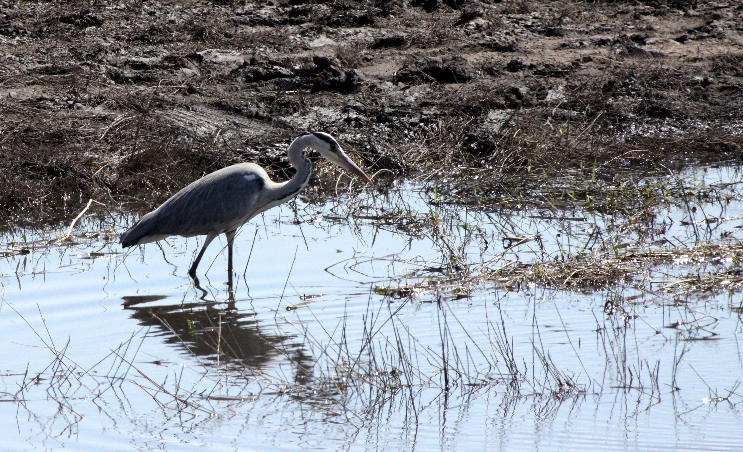 HERON - GREY HERON - Ardea cinerea - CHOBE NATIONAL PARK BOTSWANA (1).JPG