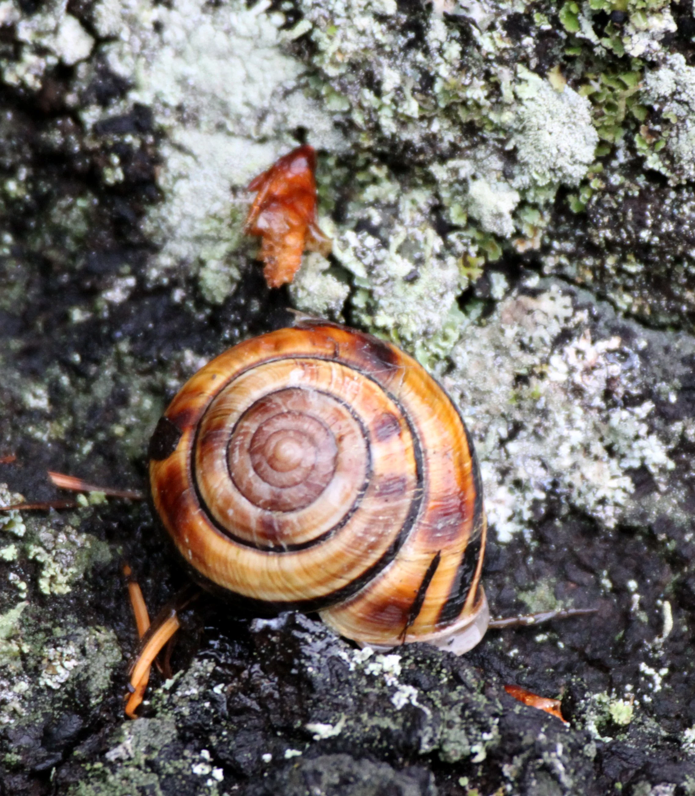 MOLUSCA - LAND SNAIL - KNIGHT'S INLET BRITISH COLUMBIA (2).JPG