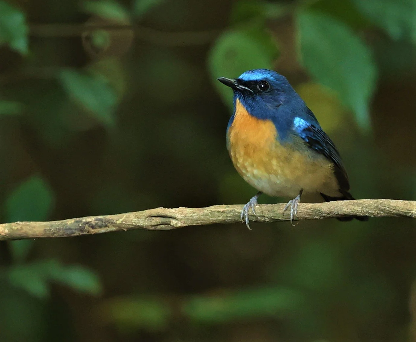 FLYCATCHER - CHINESE BLUE FLYCATCHER - Cyornis glaucicomans - PETCHABURI PROVINCE - NUY HIDE NEAR KAENG KRACHAN JAN 2022 (20).jpg