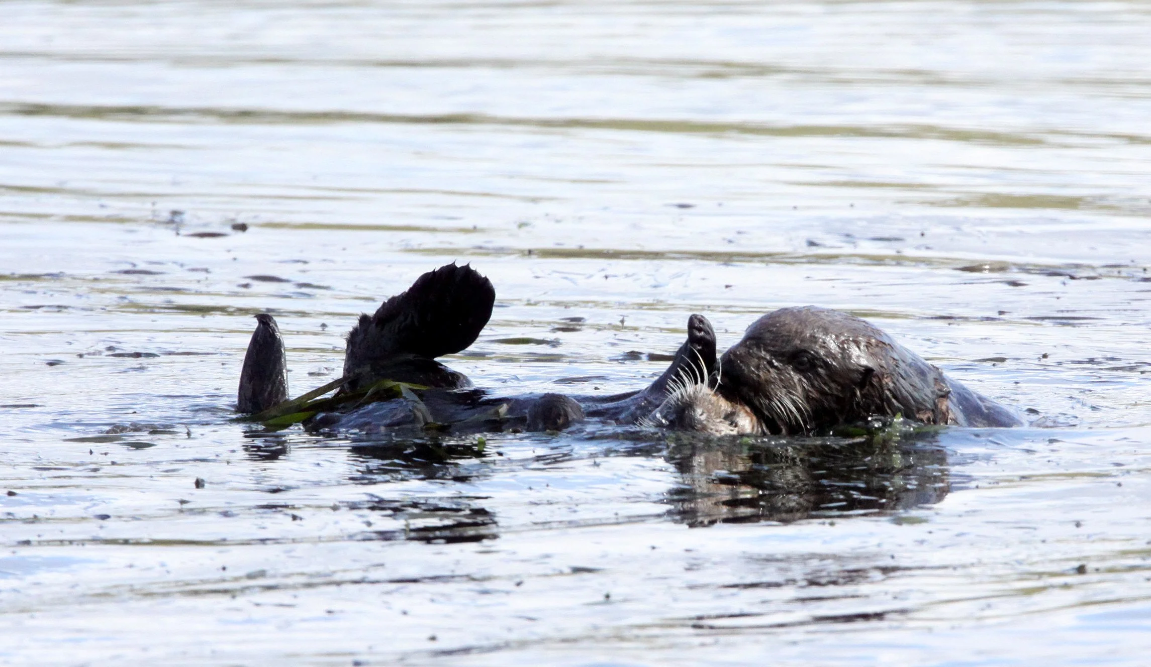 Enhydra lutris nereis - CALIFORNIA SEA OTTER - ELKHORN SLOUGH  WILDLIFE REFUGE CALIFORNIA (9).JPG