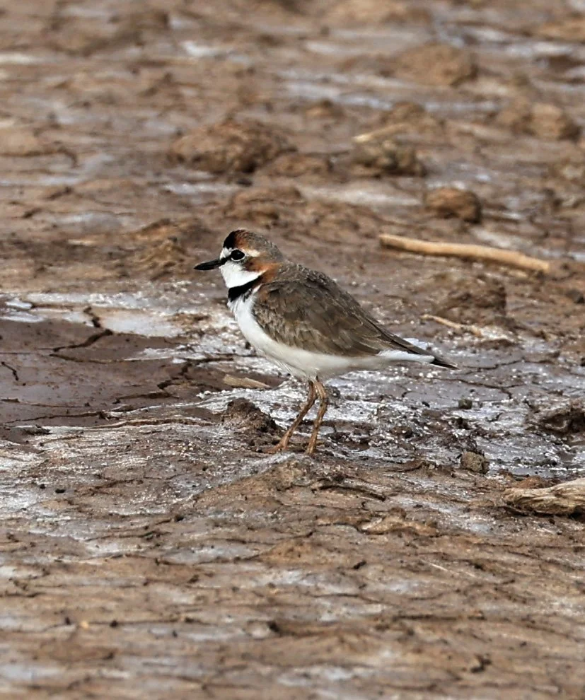 Collared Plover (Anarhynchus collaris) Chaco Lodge & Laguna Salada Paraguay (19).jpg