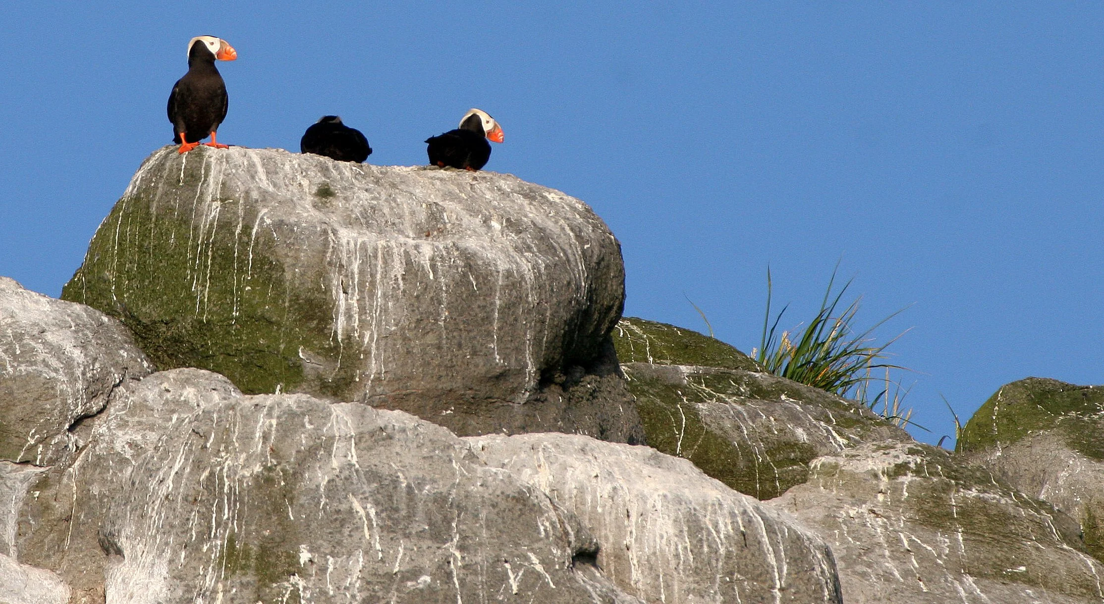 Fratercula cirrhata - TUFTED PUFFIN - COMMANDERS (11).jpg