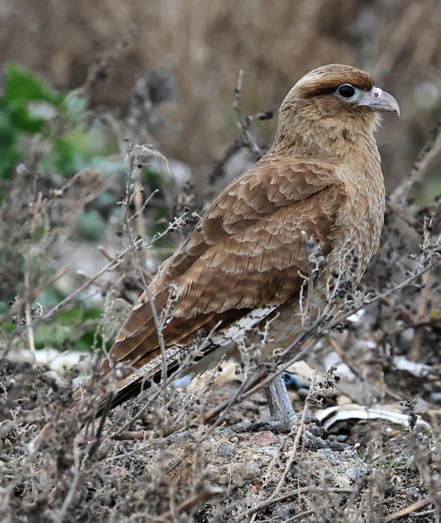 Chimango Caracara (Daptrius chimango) Lagunas del Ornitólogo, Trelew Argentina (24).jpg