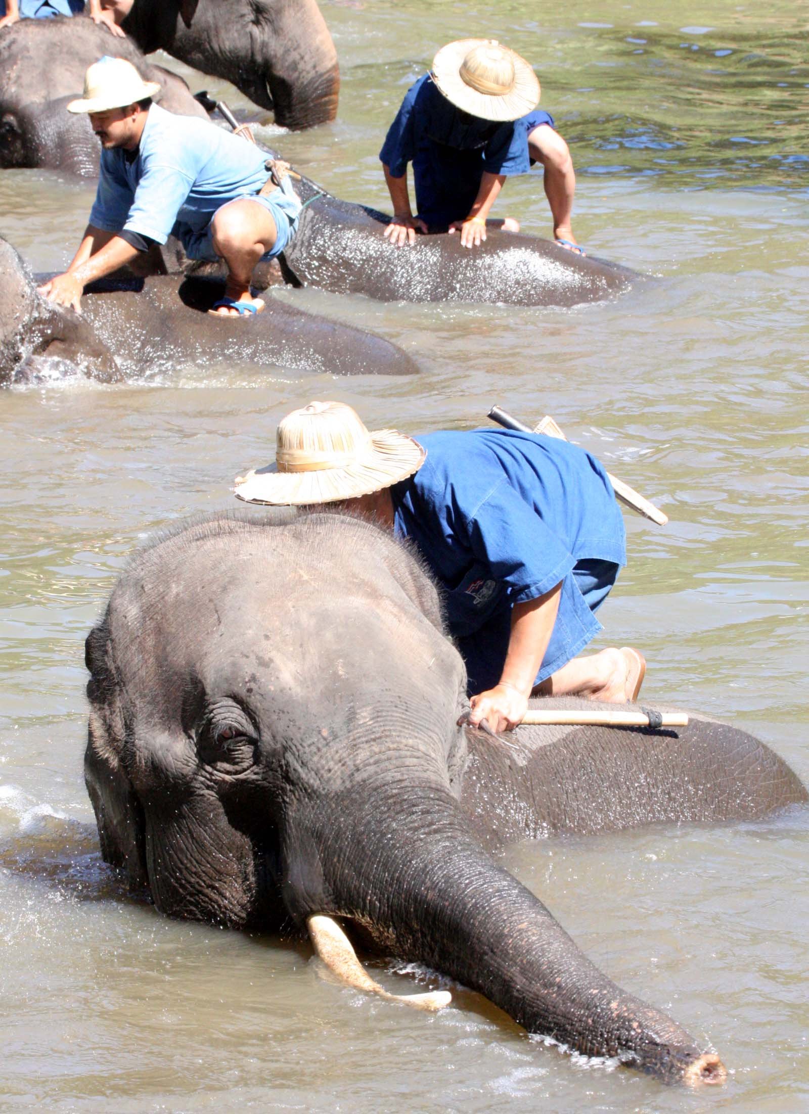 2008 Lampang City & Elephant Center (78).JPG
