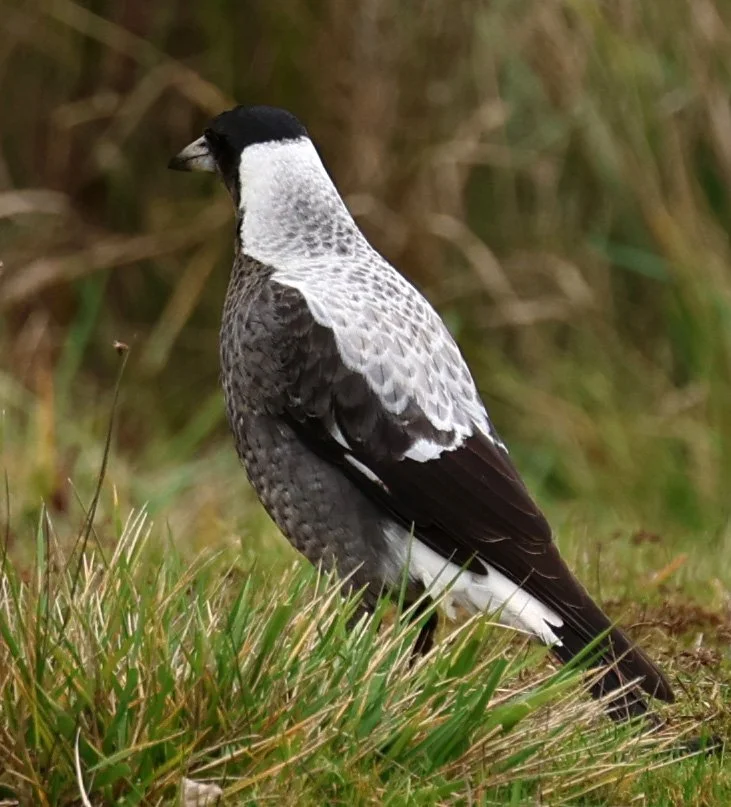 Australian magpie (Gymnorhina tibicen) Tasmanian Arboretum - Tasmania (3).jpg