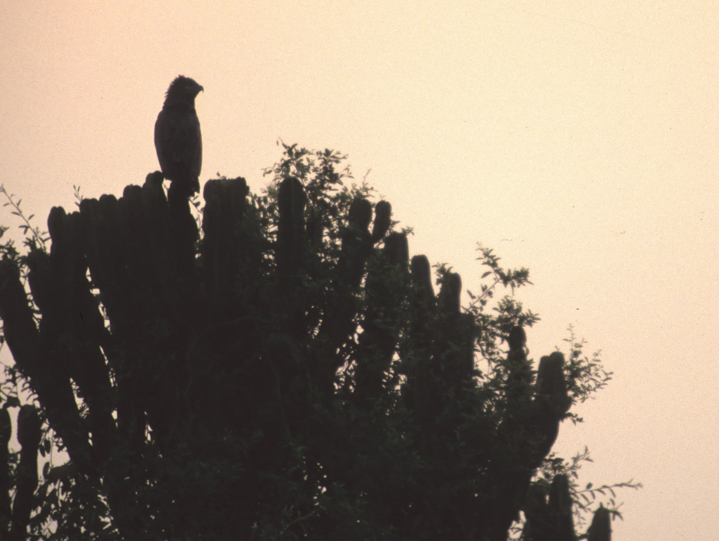 Terathopius ecaudatus - BATELEUR - KENYA.jpg