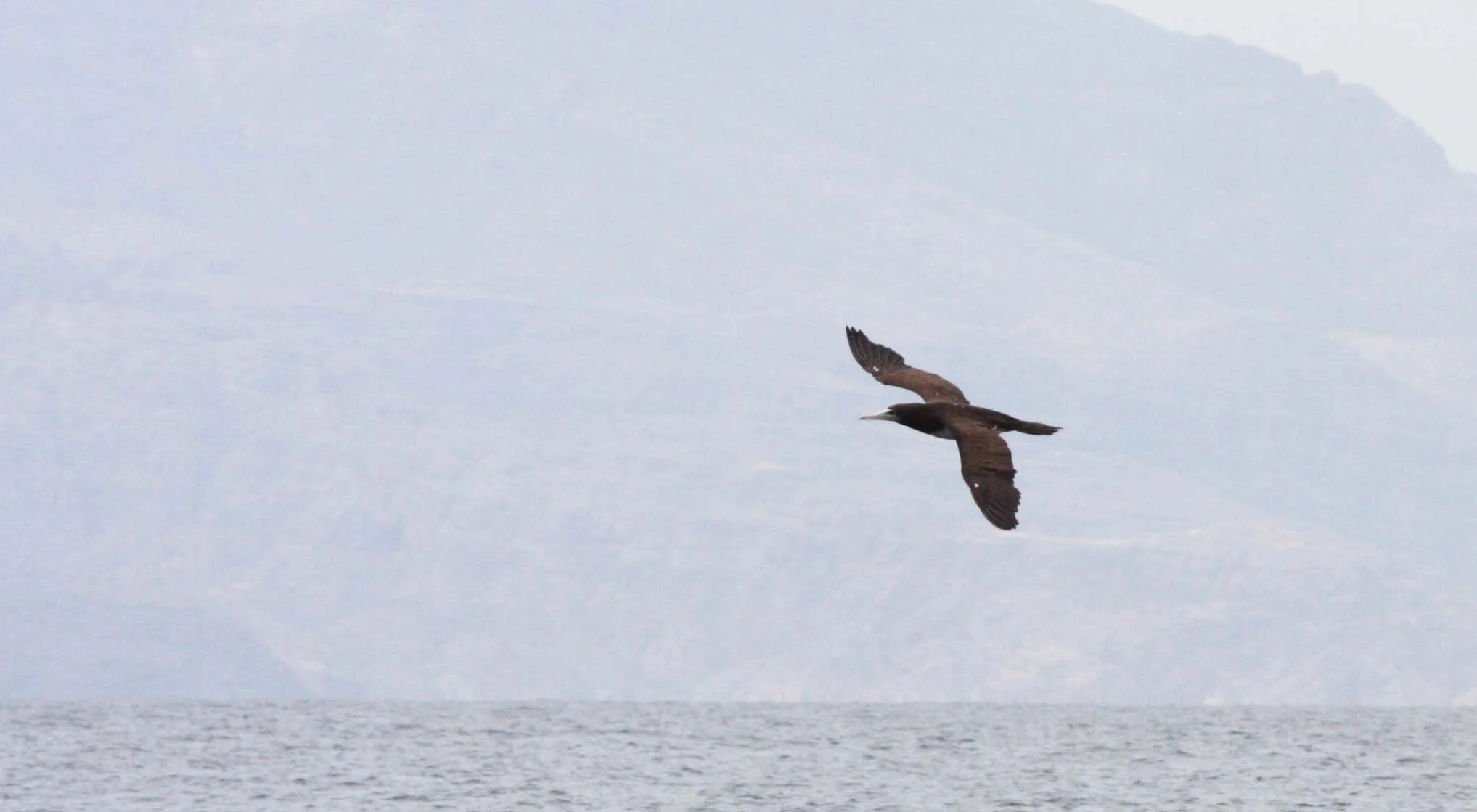 Brown Booby (Sula leucogaster) Bahia de Loreto, Baja Mexico (2).JPG