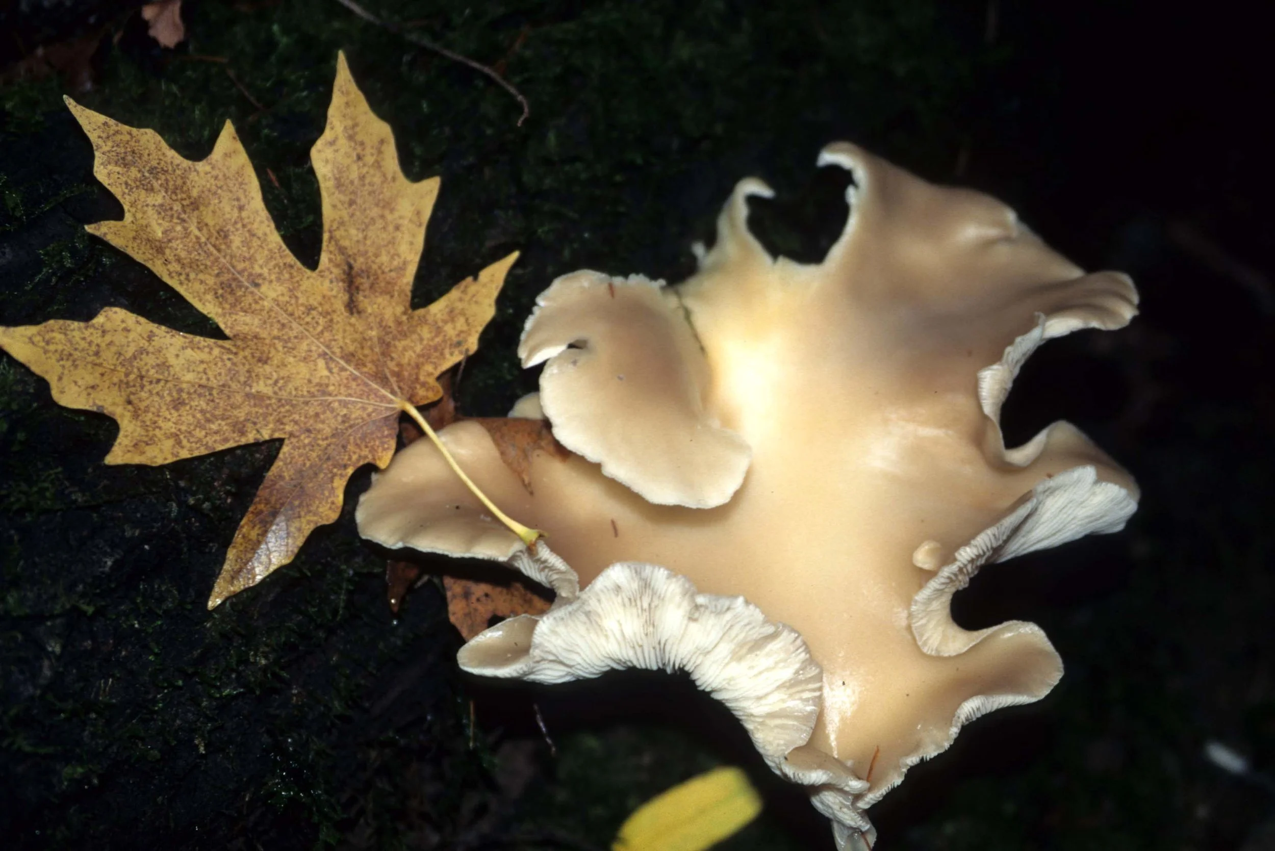 CALIFORNIA - POINT REYES AREA - ACER SPECIES.jpg