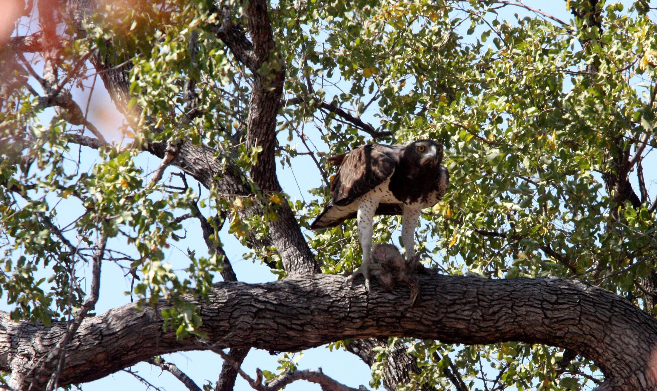 Polemaetus bellicosus - MARTIAL EAGLE - KRUGER NATIONAL PARK SOUTH AFRICA (6).JPG