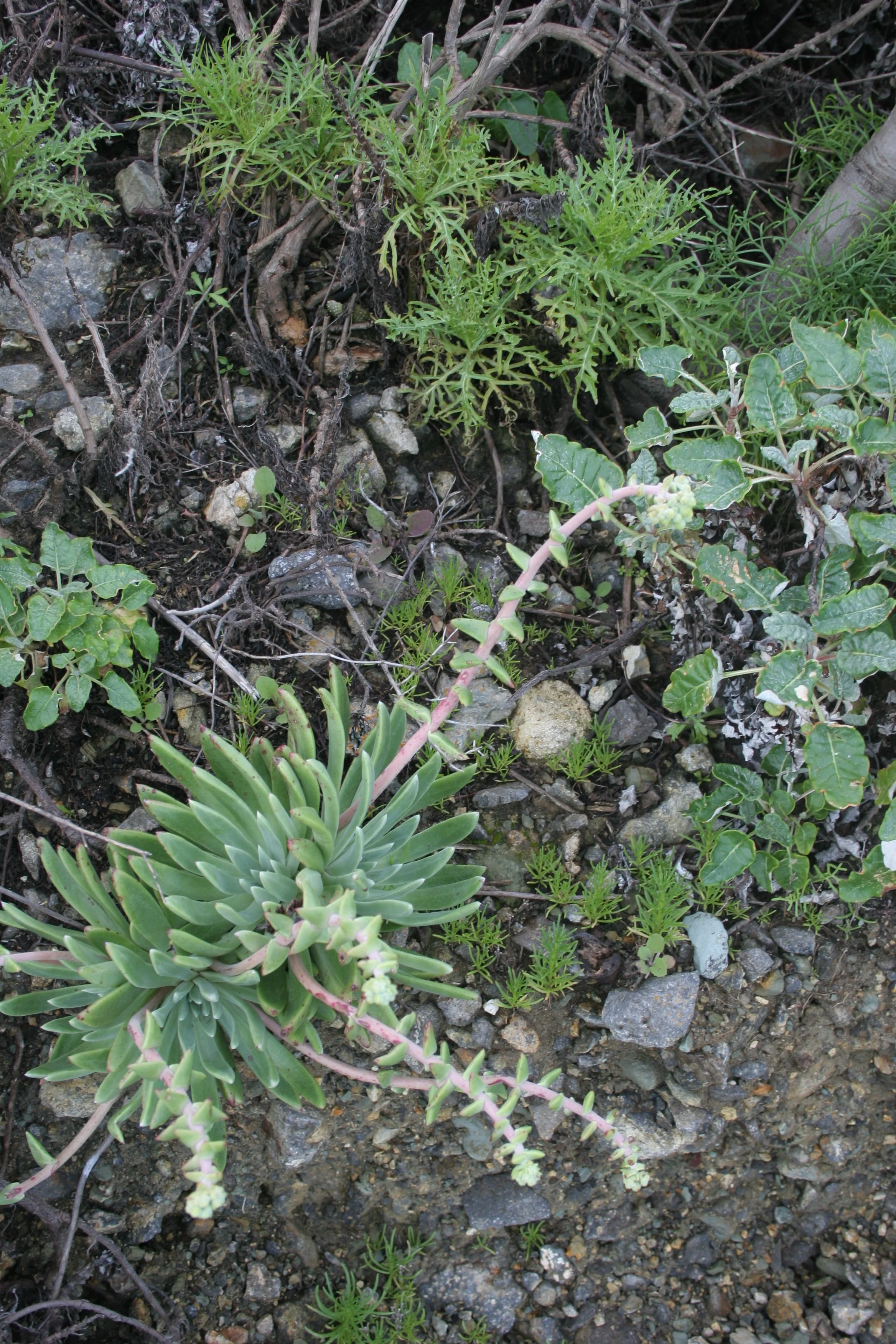 CALIFORNIA - CHANNEL ISLANDS NP - ANACAPA ISLAND - Anacapa Live Forever.jpg