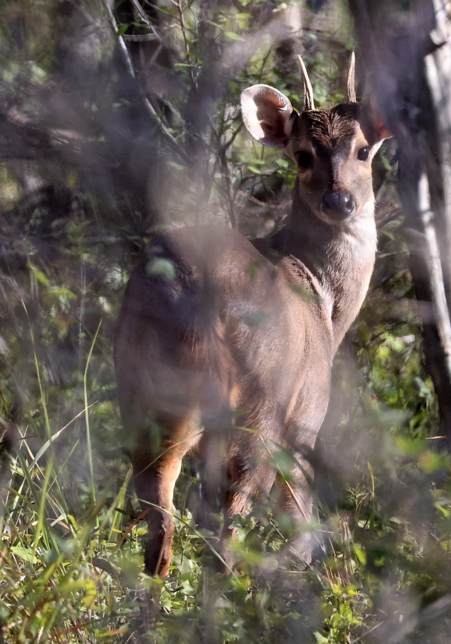 Southern Brown Brocket (Subulo gouazoubira) Selva Serena Natural Reserve (38).jpg