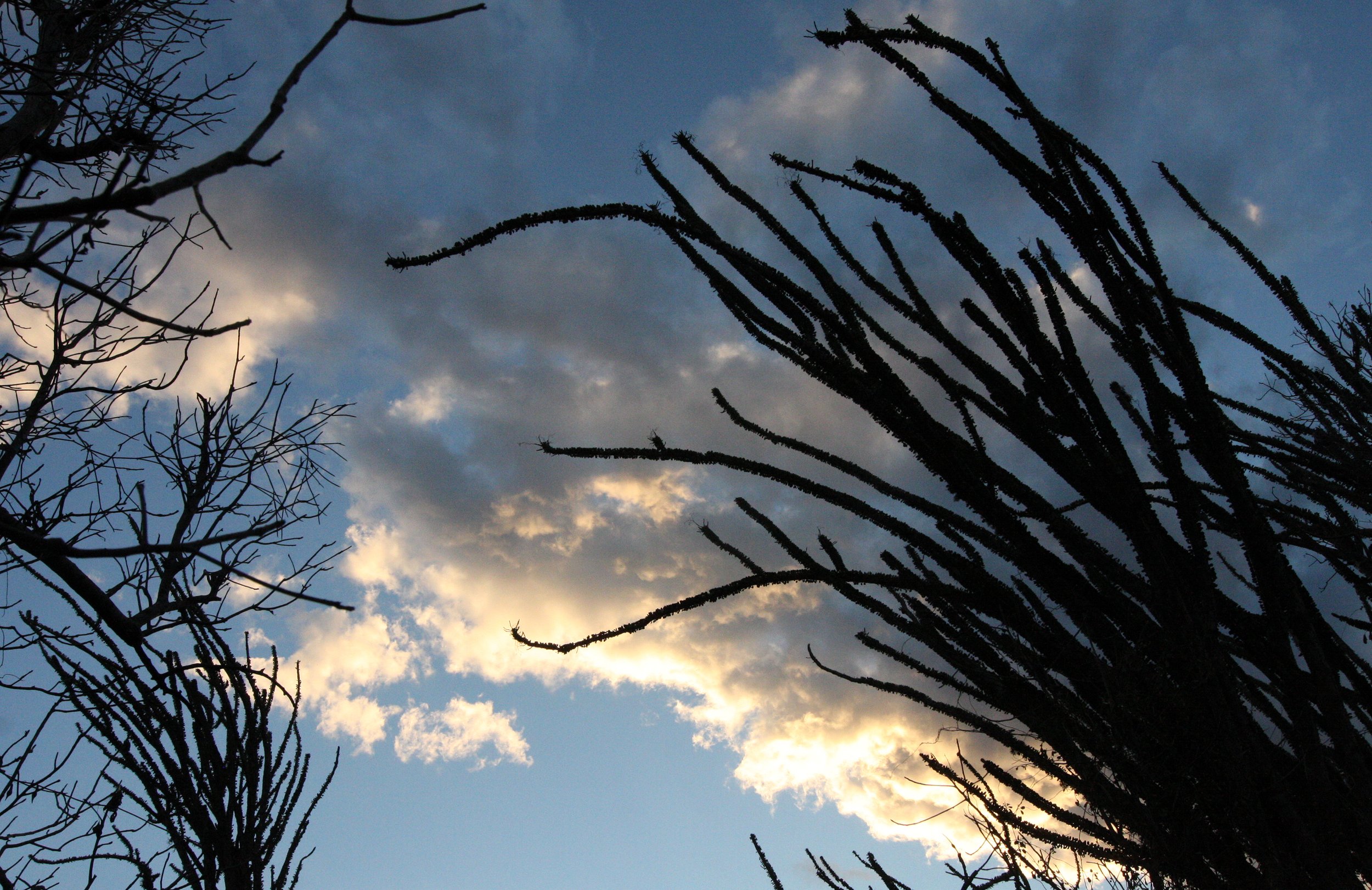 BERENTY RESERVE MADAGASCAR - SUNSET OVER THE SPINY FOREST (9).JPG