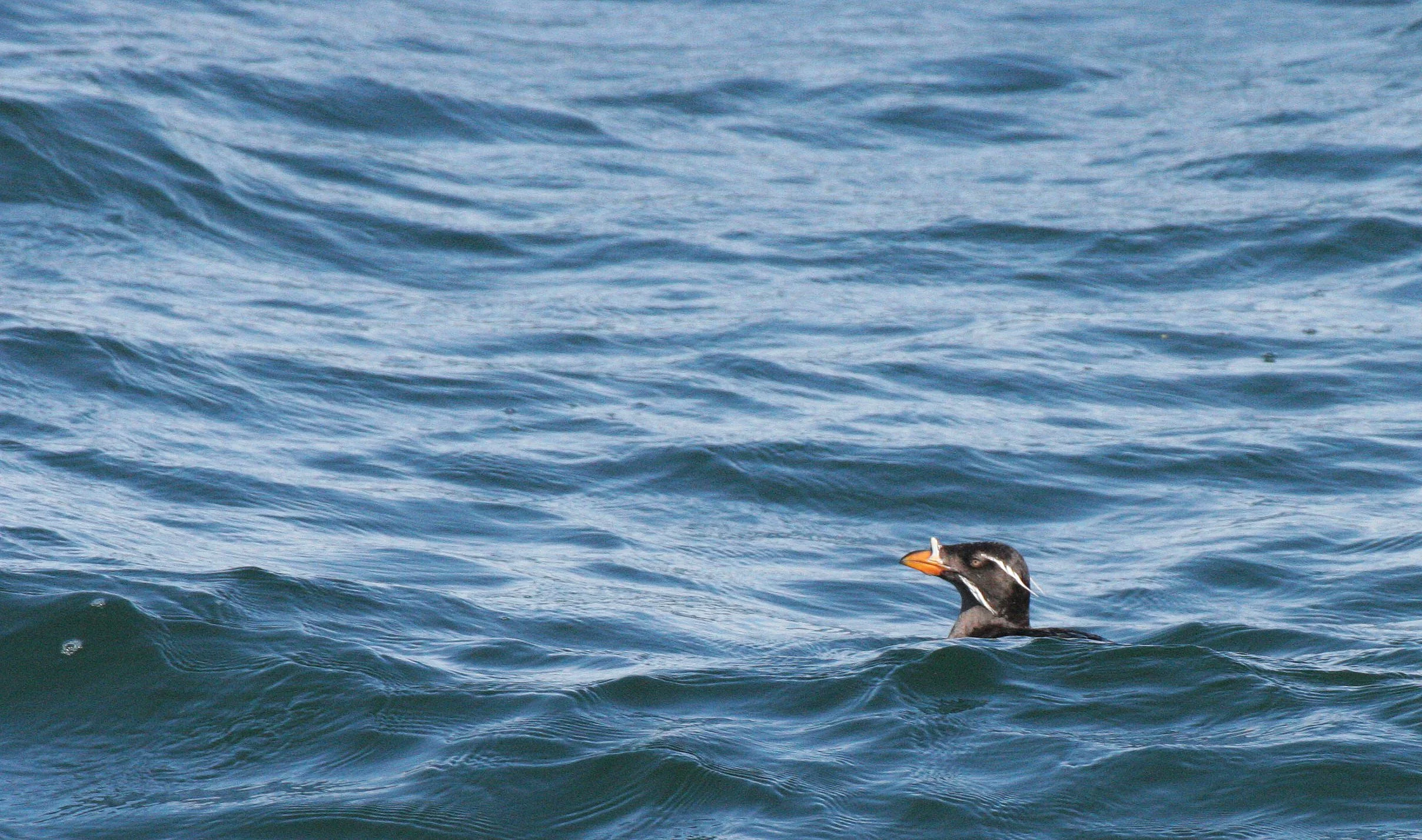 Cerorhinca monocerata - RHINOCEROS AUKLET - SAN JUAN ISLANDS (6).JPG
