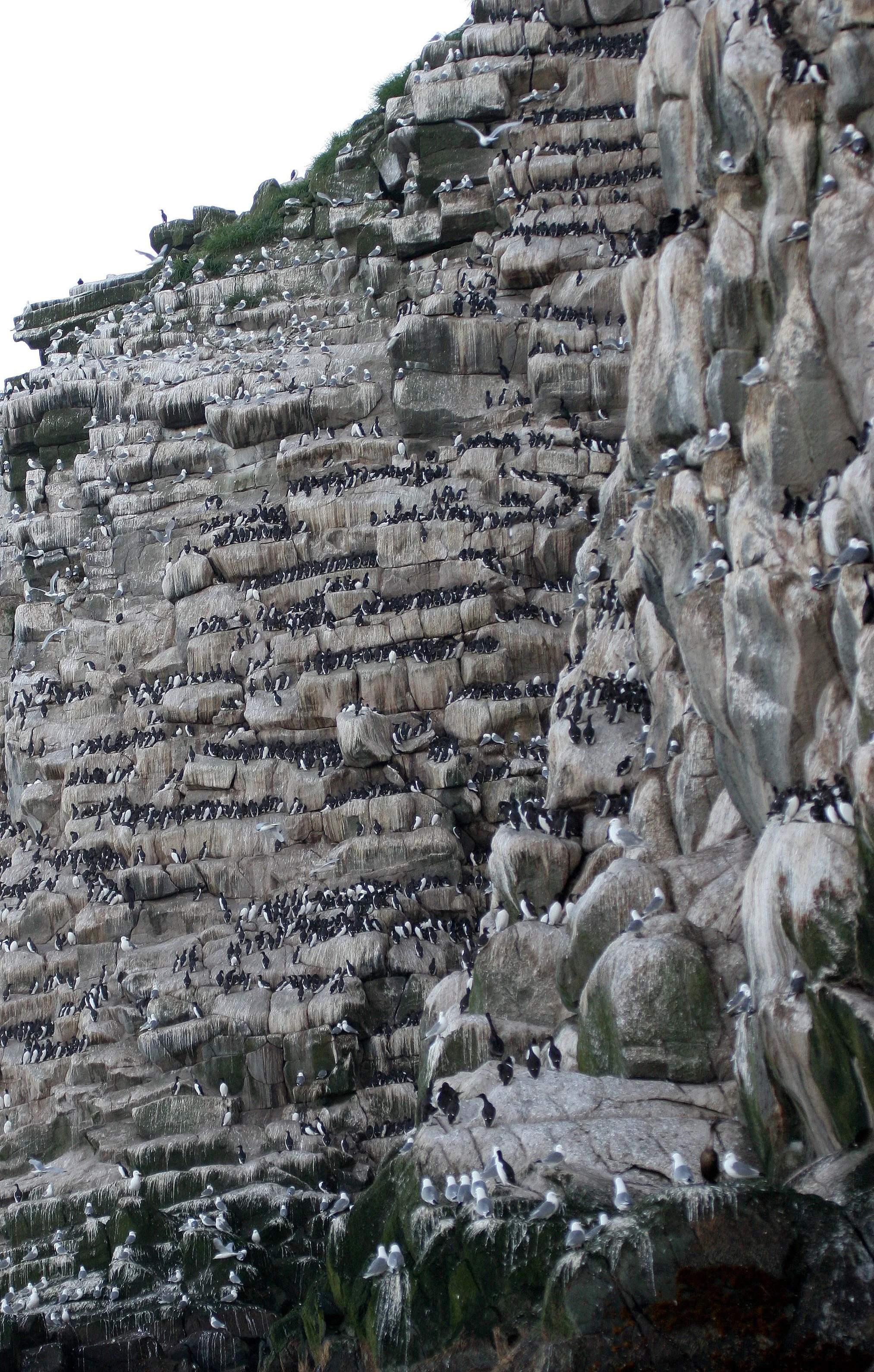 Uria lomvia eleonorae - THICK AND THIN-BILLED MURRES MIXED WITH KITTIWAKES AND RED-FACED CORMORANTS - BIRD BAZAARS COMMANDERS  (14).jpg