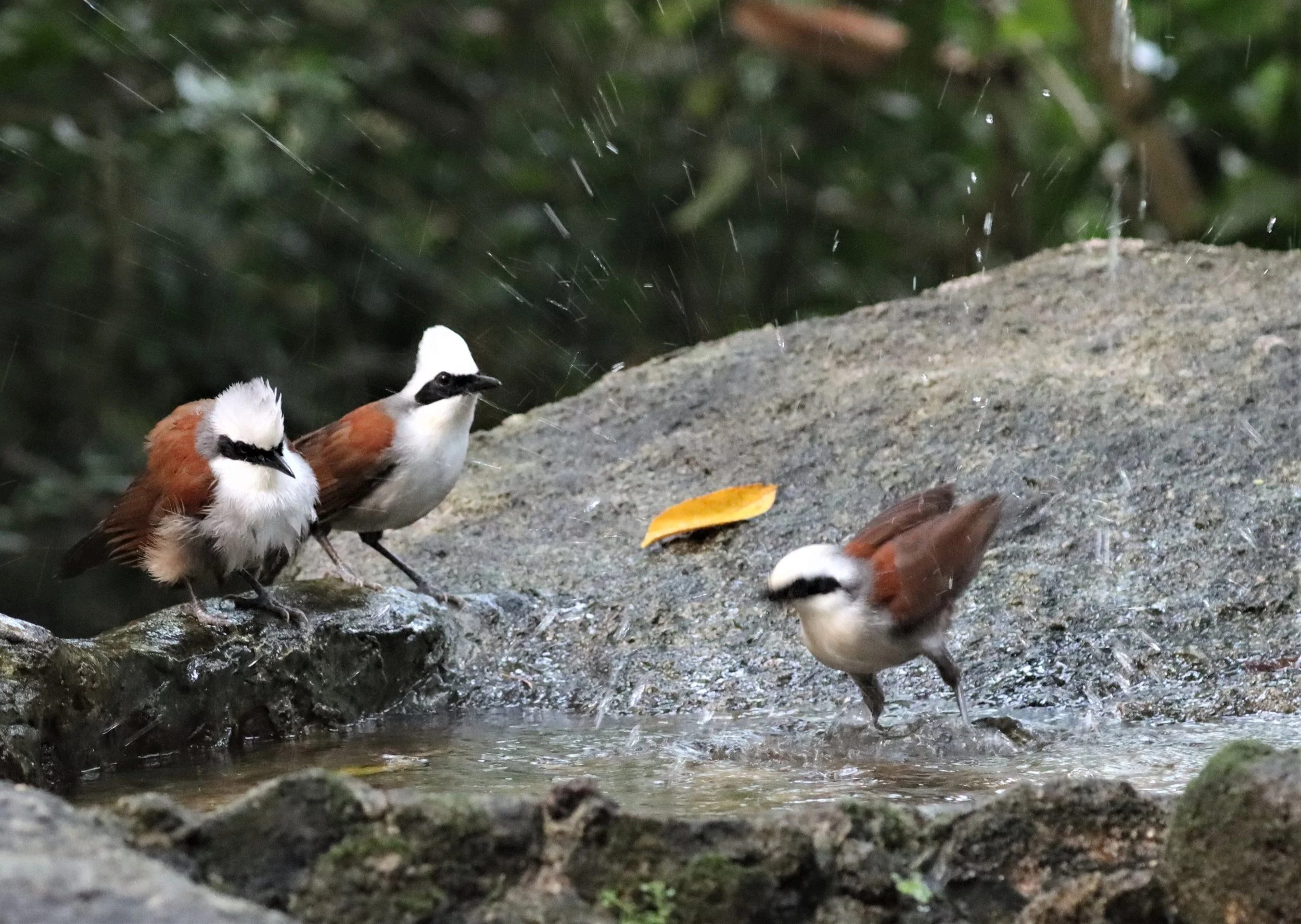 LAUGHINGTHRUSH - WHITE-CRESTED LAUGHINGTHRUSH - Garrulax leucolophus - WAT THAM PRATHUN CHONBURI (52).jpg