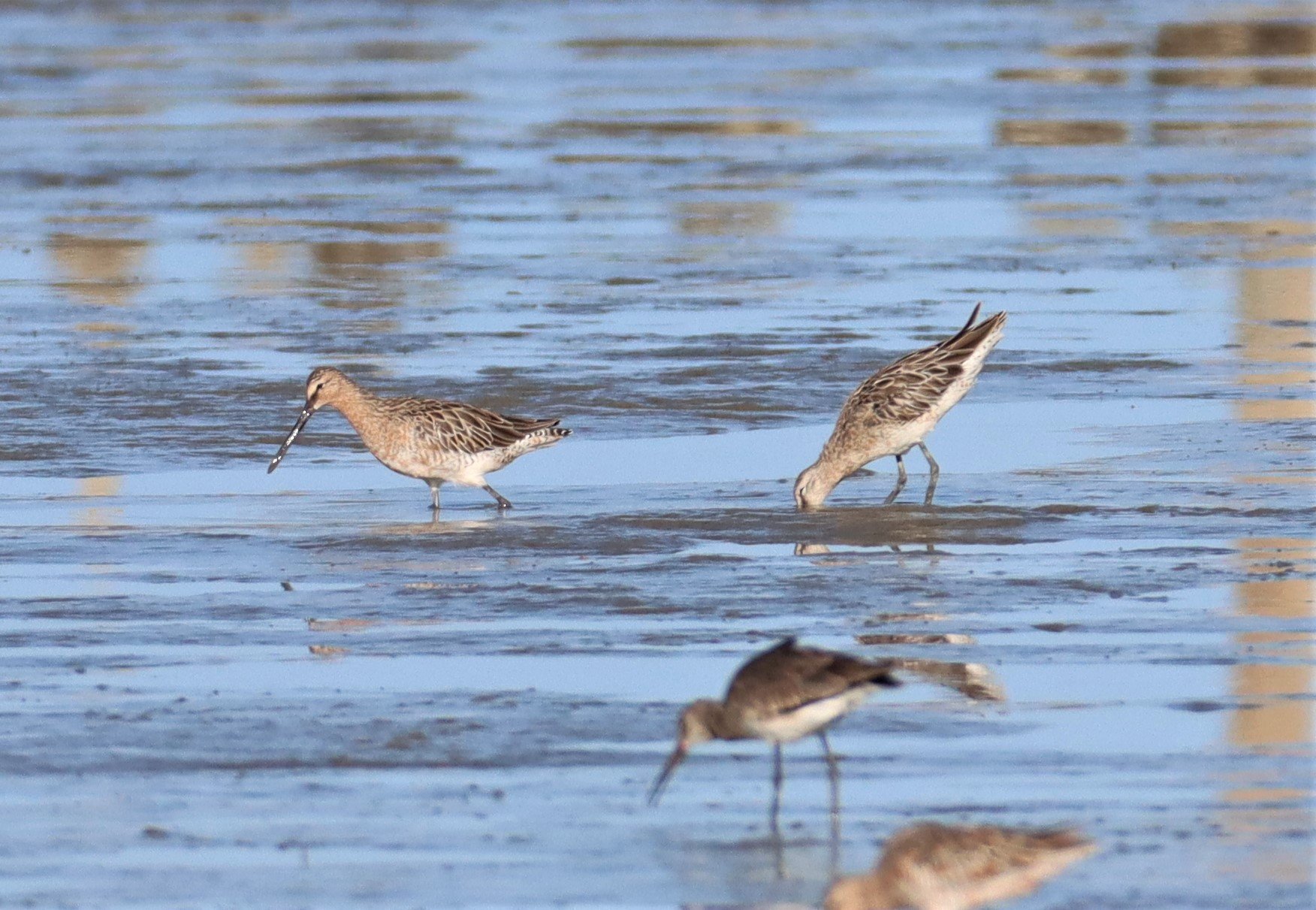 DOWITCHER - ASIAN DOWITCHER - Limnodromus semipalmatus - Mangrove Forest Research Center (20).jpg
