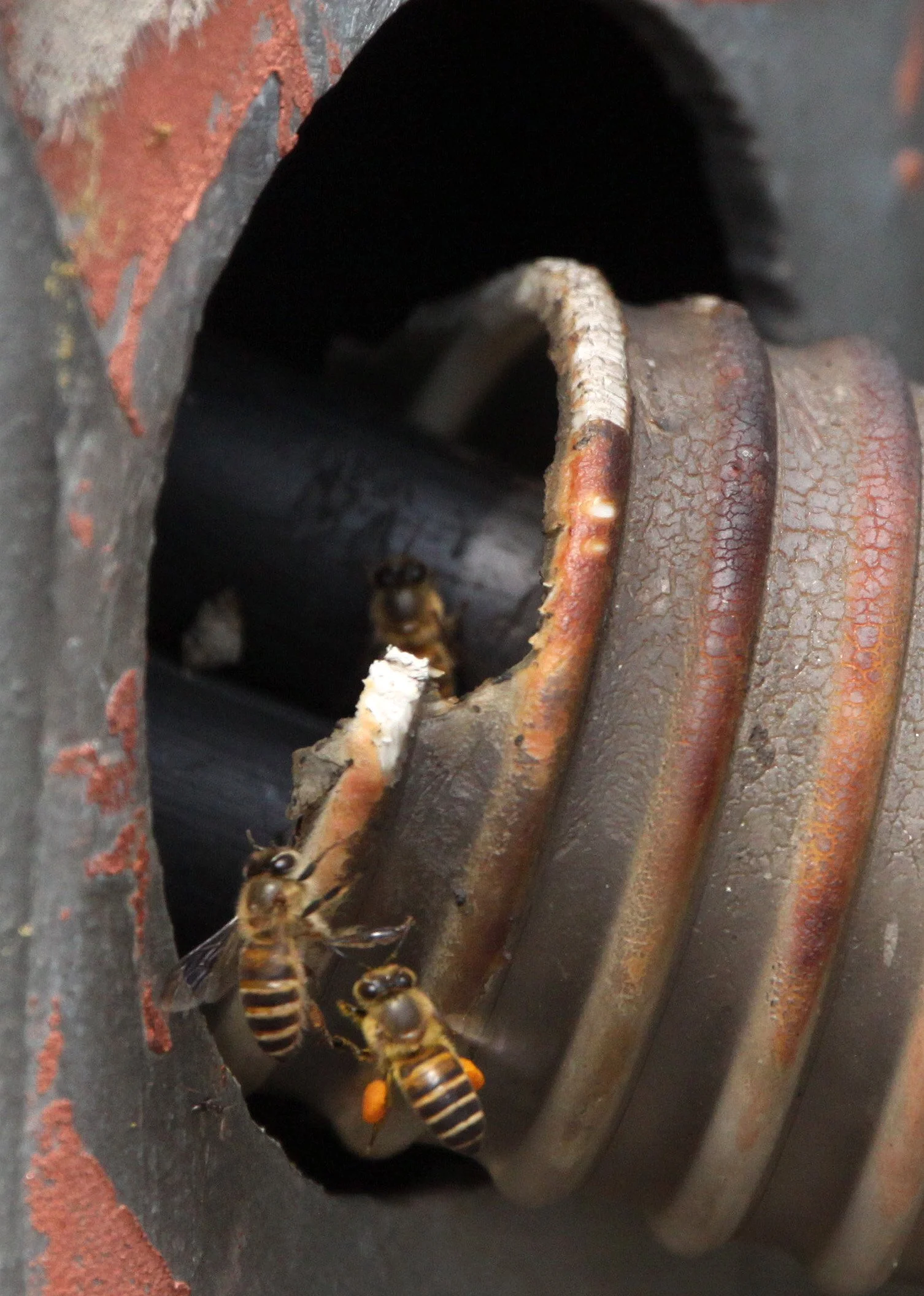 Apidae - Mai Po Wetlands, Hong Kong