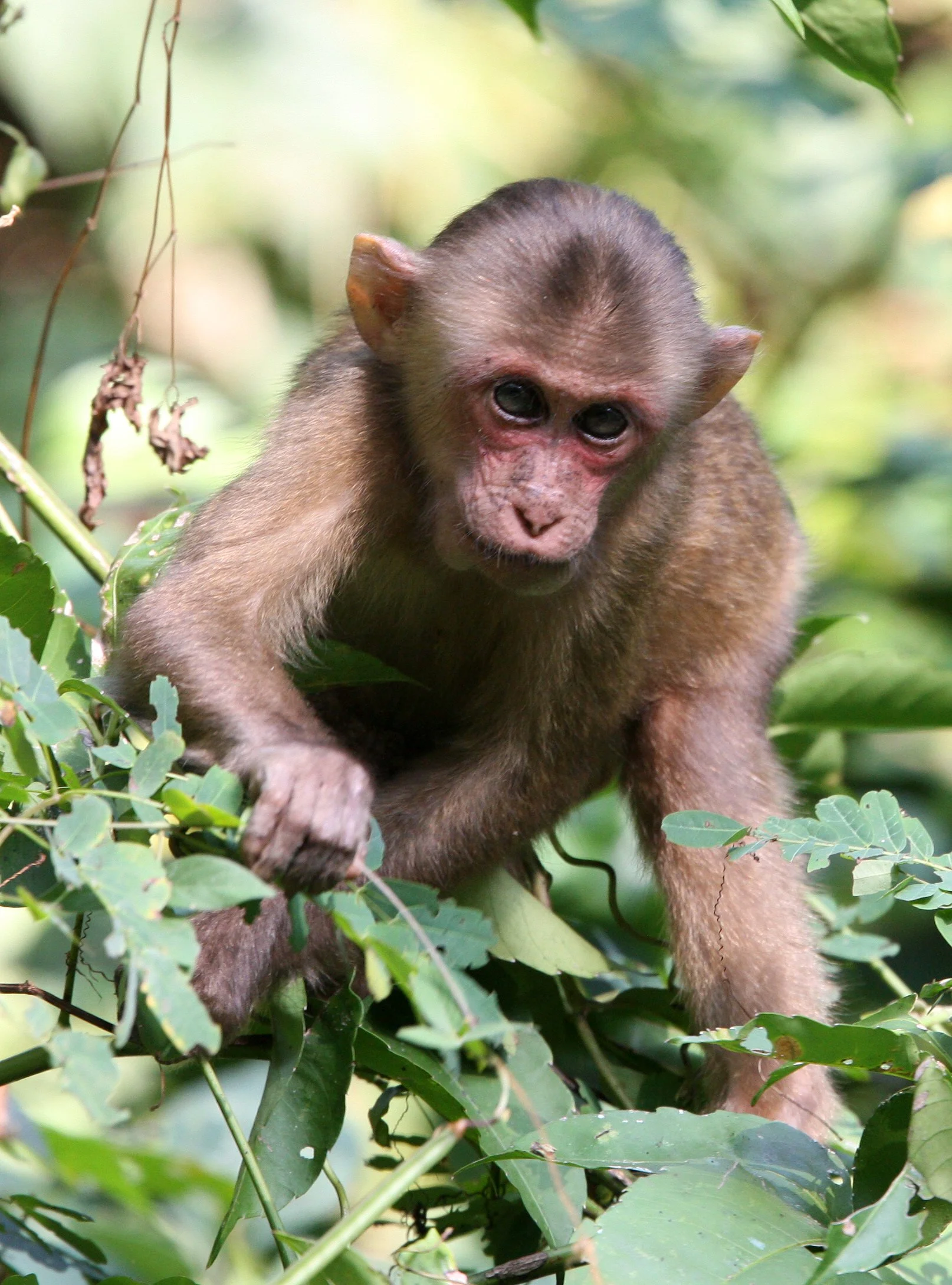 CERCOPITHECIDAE - Macaca arctoides - STUMP-TAILED MACAQUE - KAENG KRACHAN NP THAILAND (27).JPG