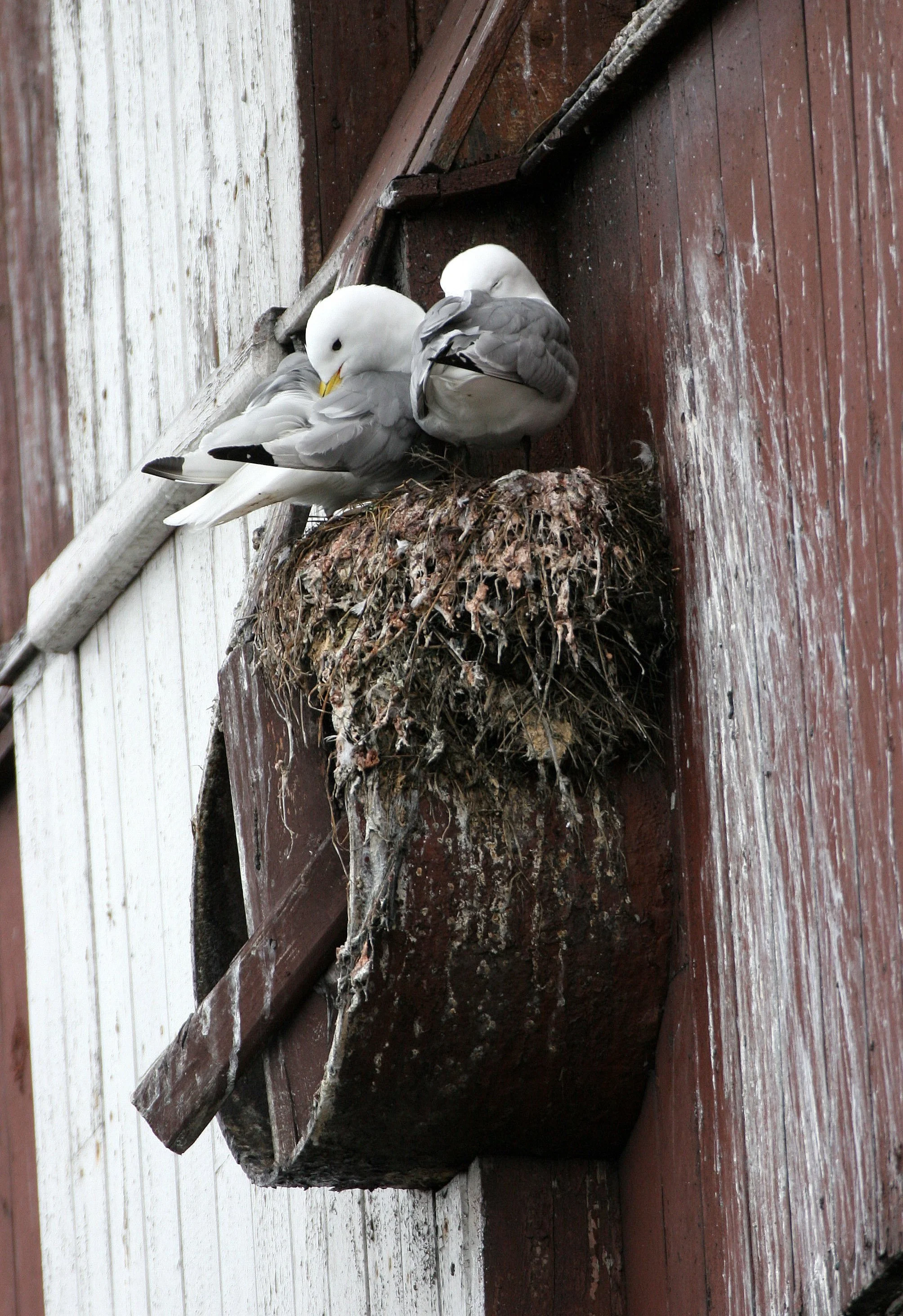 BIRD - KITTIWAKE - BLACK-LEGGED - SVALBARD (6).jpg