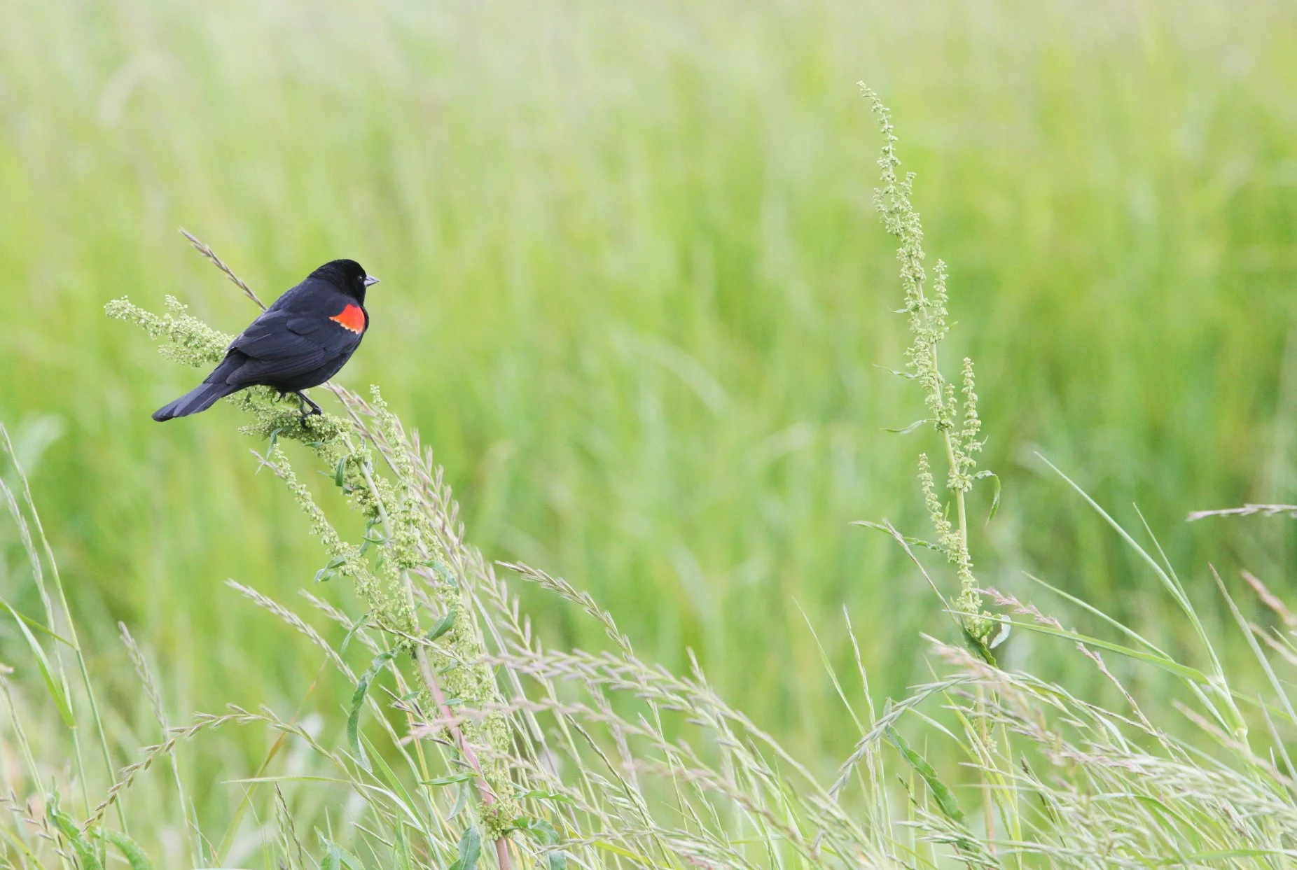 Red-winged Blackbird (Agelaius phoeniceus) Cosumnes River Reserve California (3).JPG