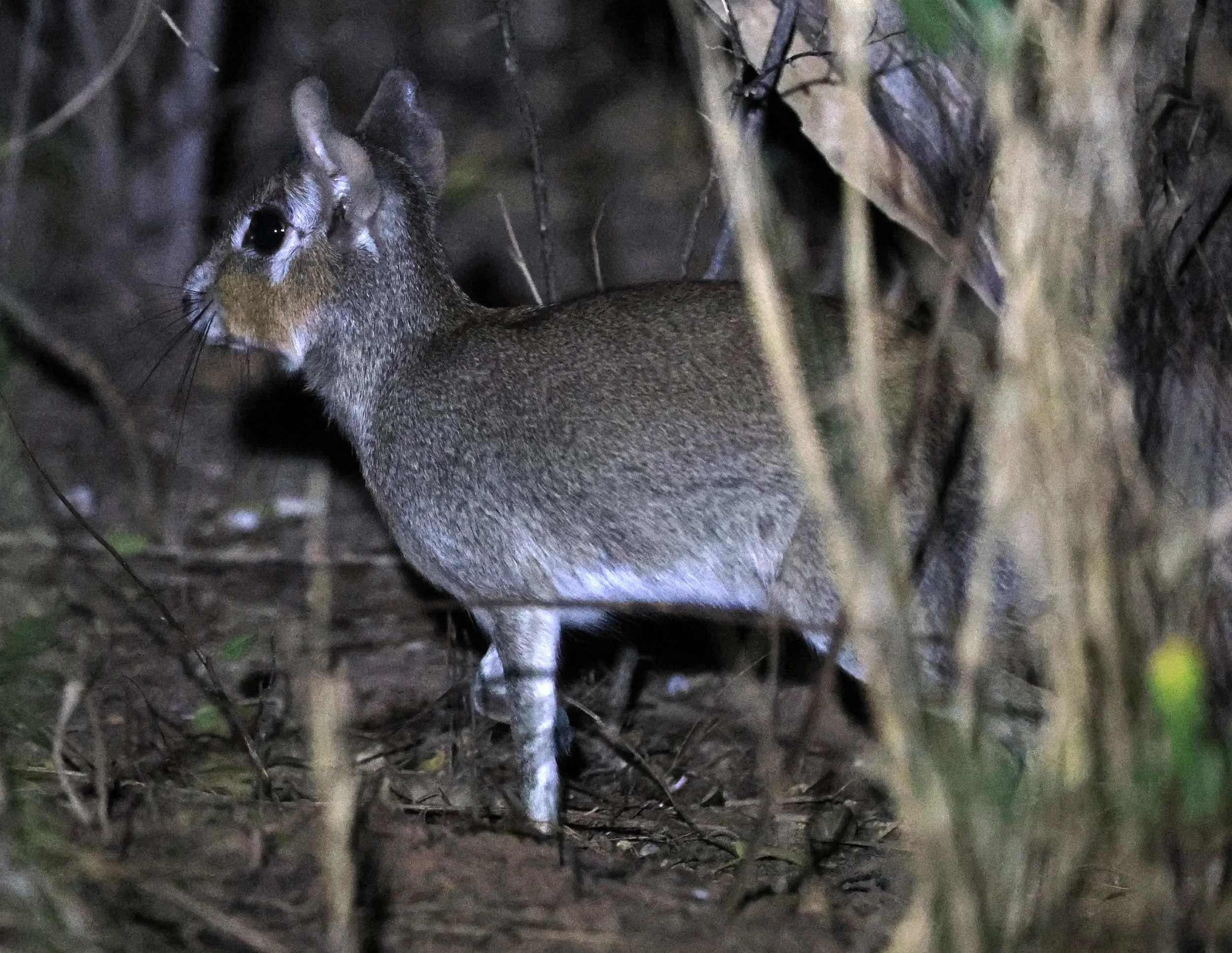 Chacoan Mara (Pediolagus salinicola) Agua Dulce Paraguay (11).jpg
