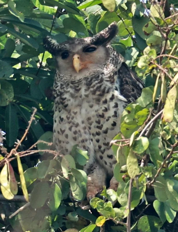 Spot-bellied Eagle-Owl (Bubo nipalensis) Pak Chong Mu Si Municipality Feb 2026  (49).jpg