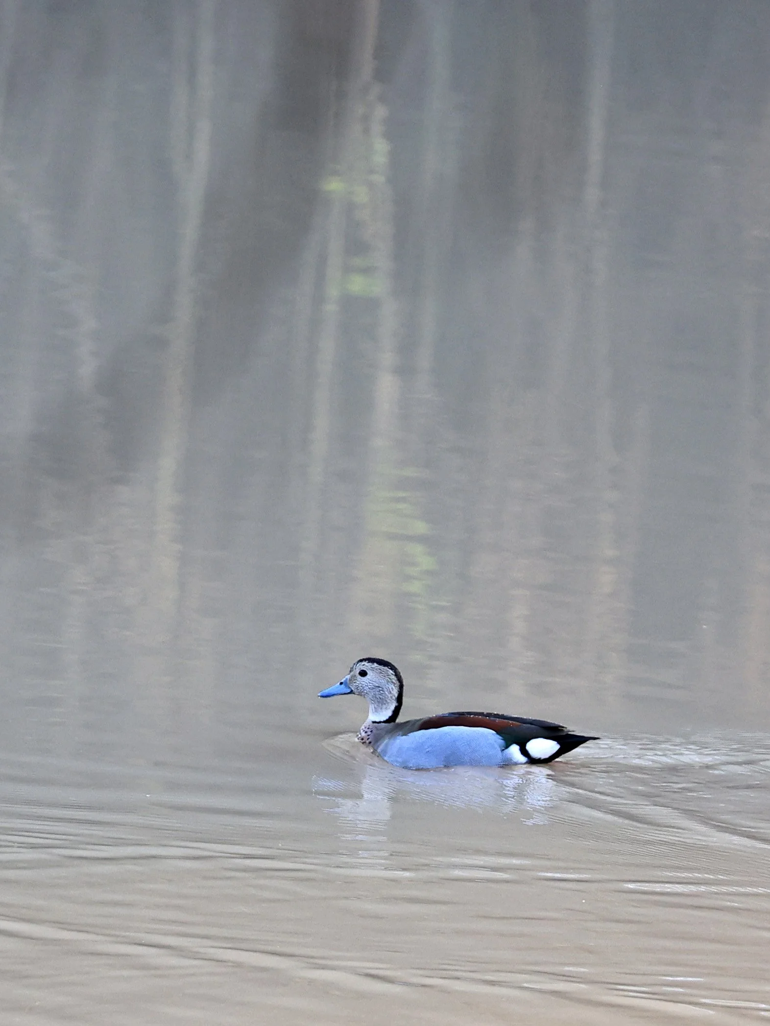 Ringed Teal (Callonetta leucophrys) Hotel Iparoma Campestre Paraguay (3).jpg