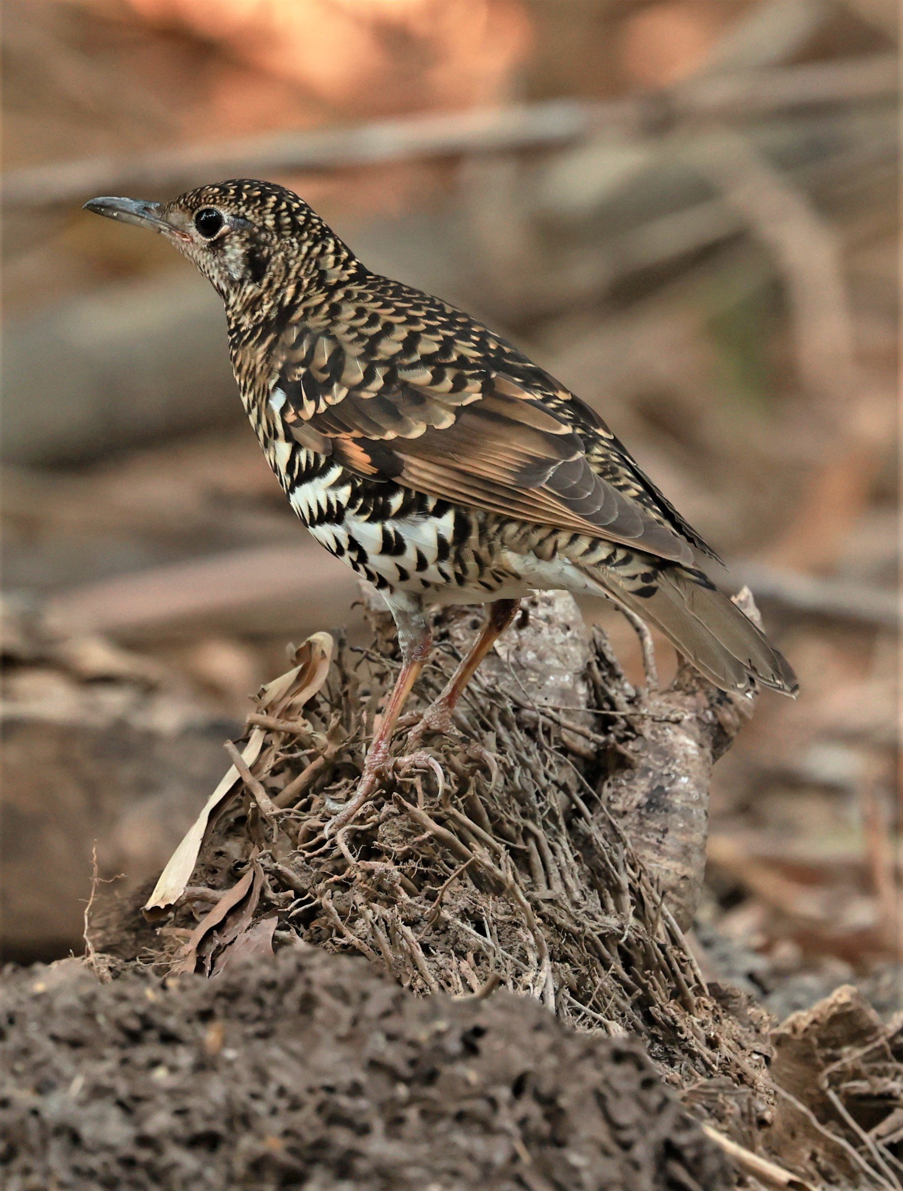 White's Thrush (Zoothera aurea) Putthamonthon Park Nakhon Pathom Thailand (69).jpg