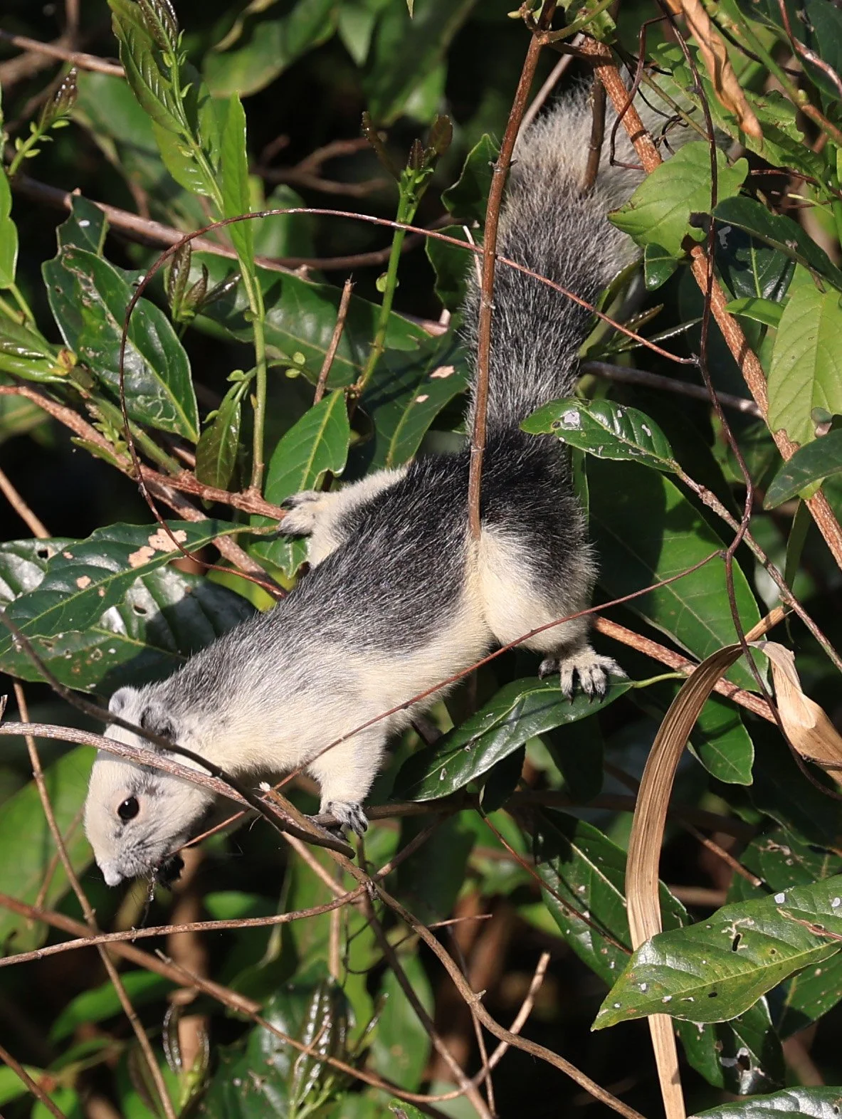 Finlayson's squirrel (Callosciurus finlaysonii bocourti) Khao Yai National Park (10).JPG