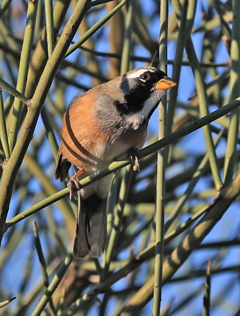 Many-colored Chaco Finch (Saltatricula multicolor) 